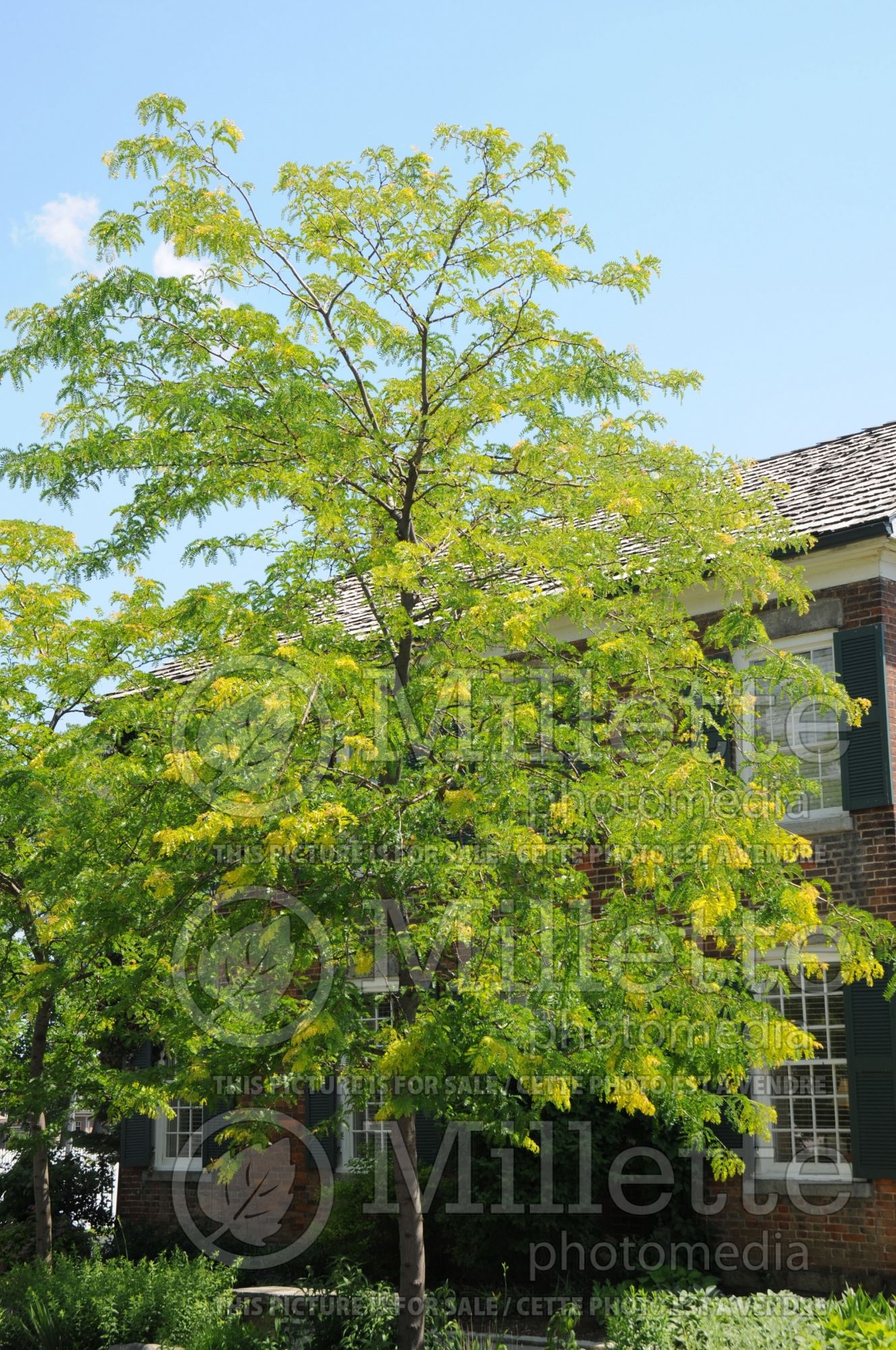 Gleditsia Sunburst (Honey Locust) 6