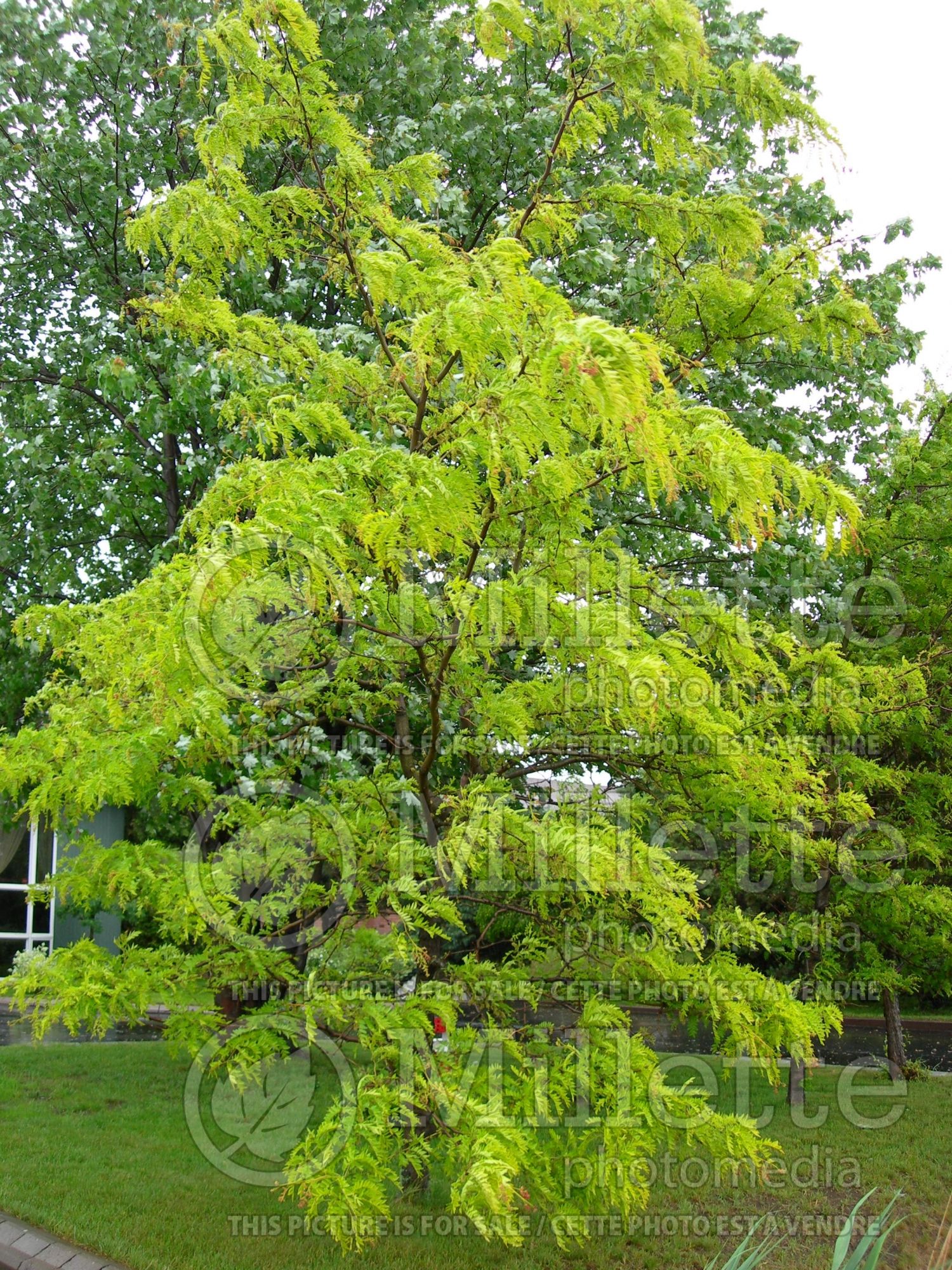 Gleditsia Sunburst (Honey Locust) 5
