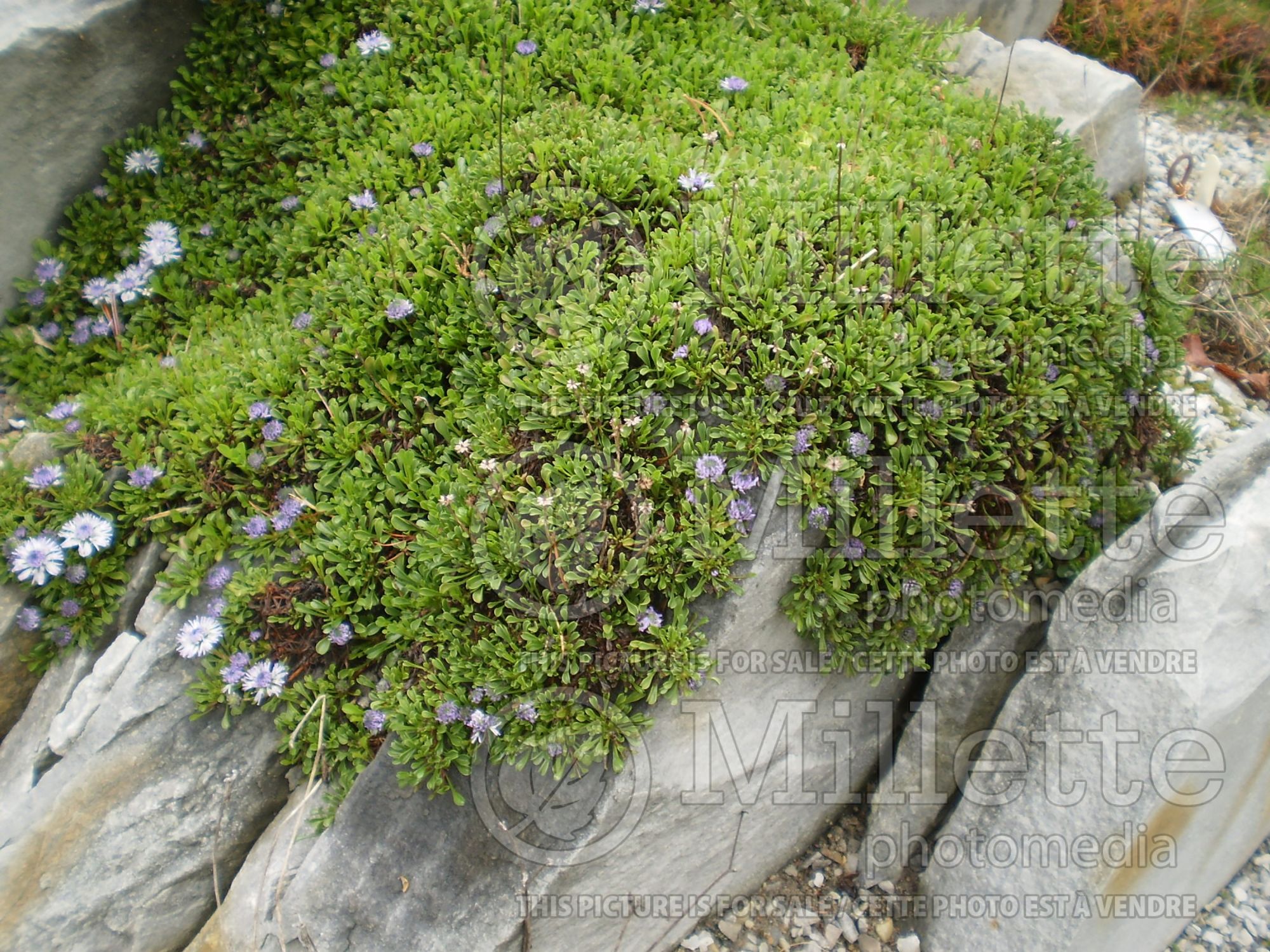 Globularia cordifolia (Globe Daisy) 1