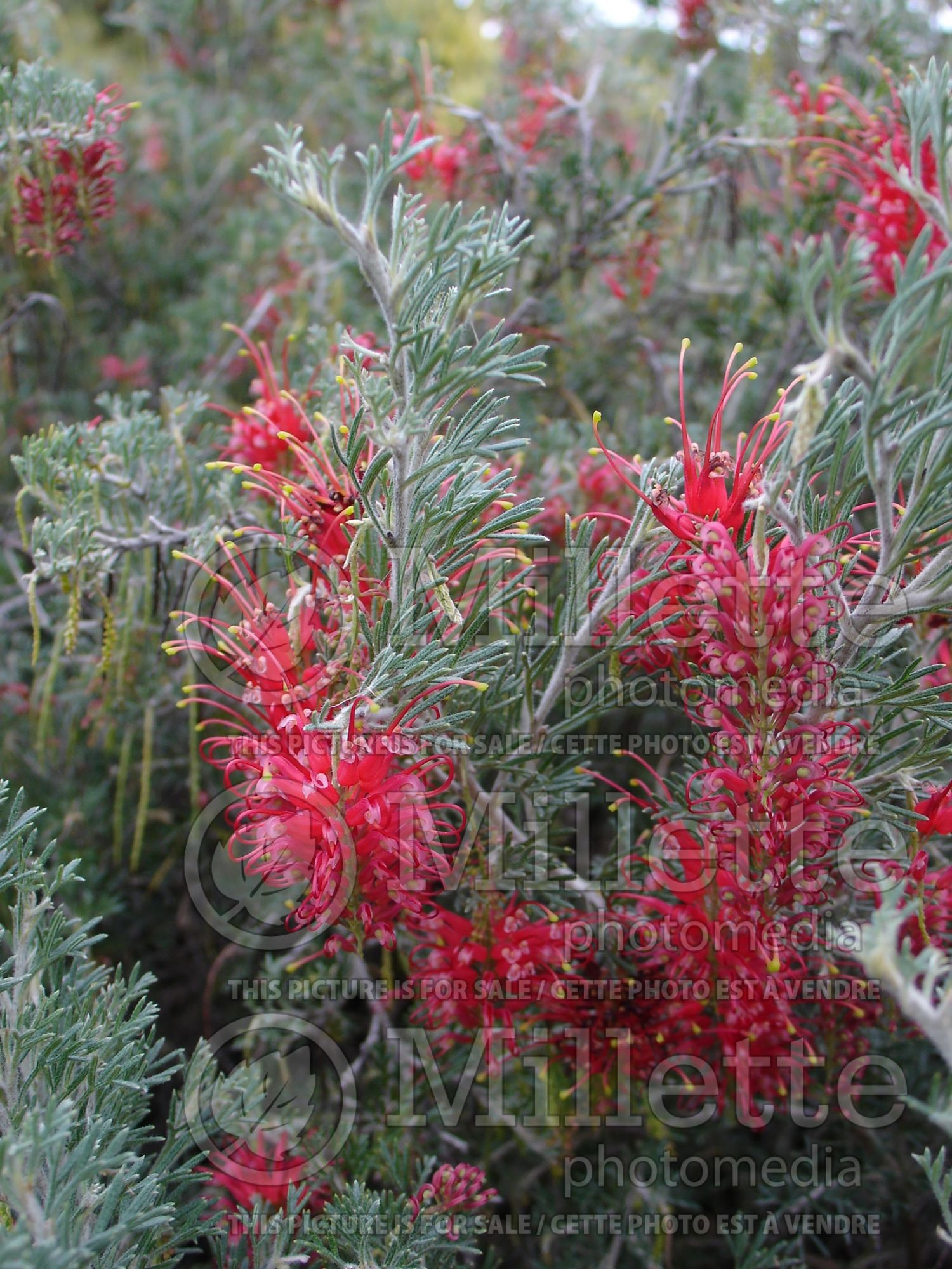 Grevillea Magic Lantern (Grevillea) 1