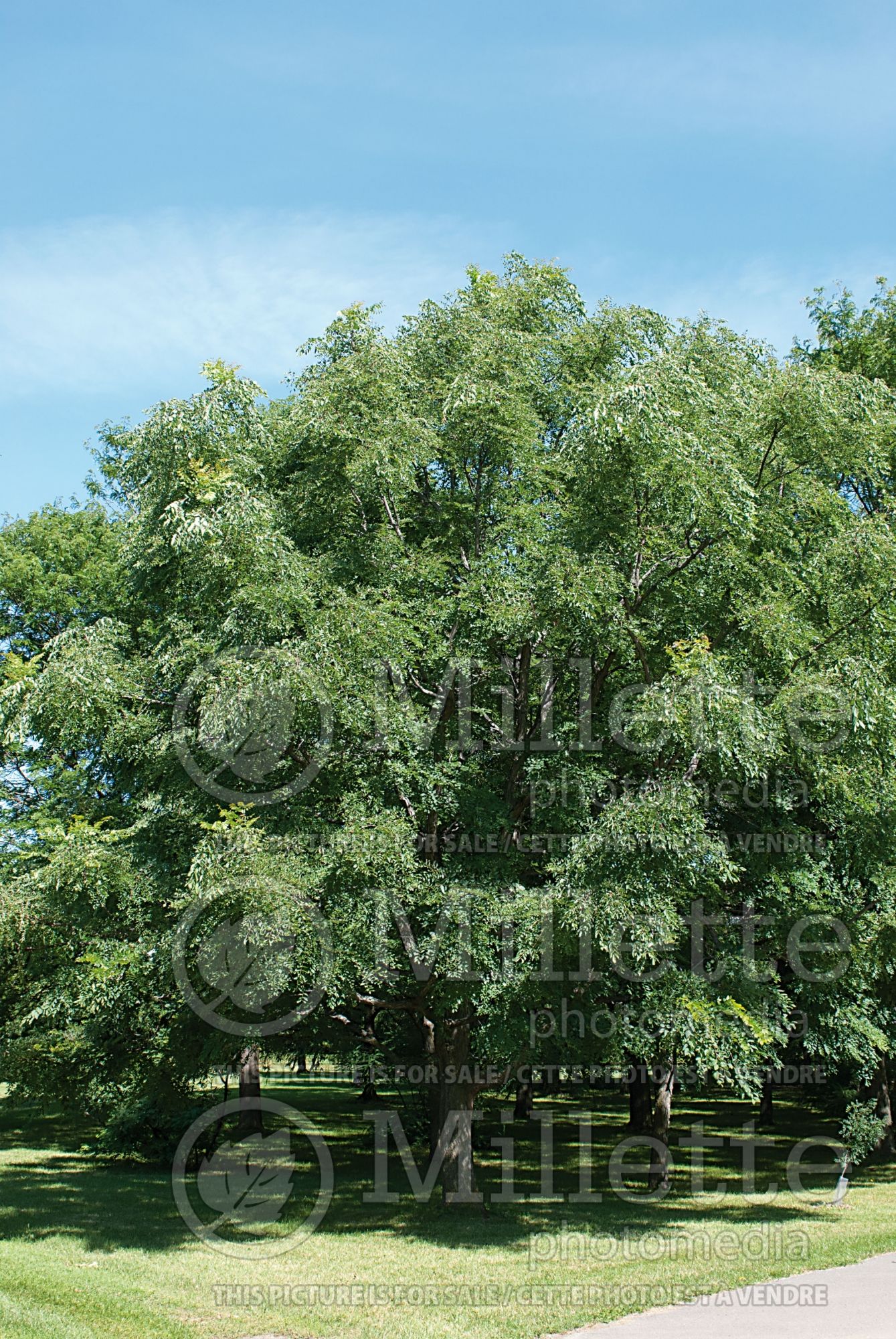 Gymnocladus dioicus (Kentucky Coffeetree) 3