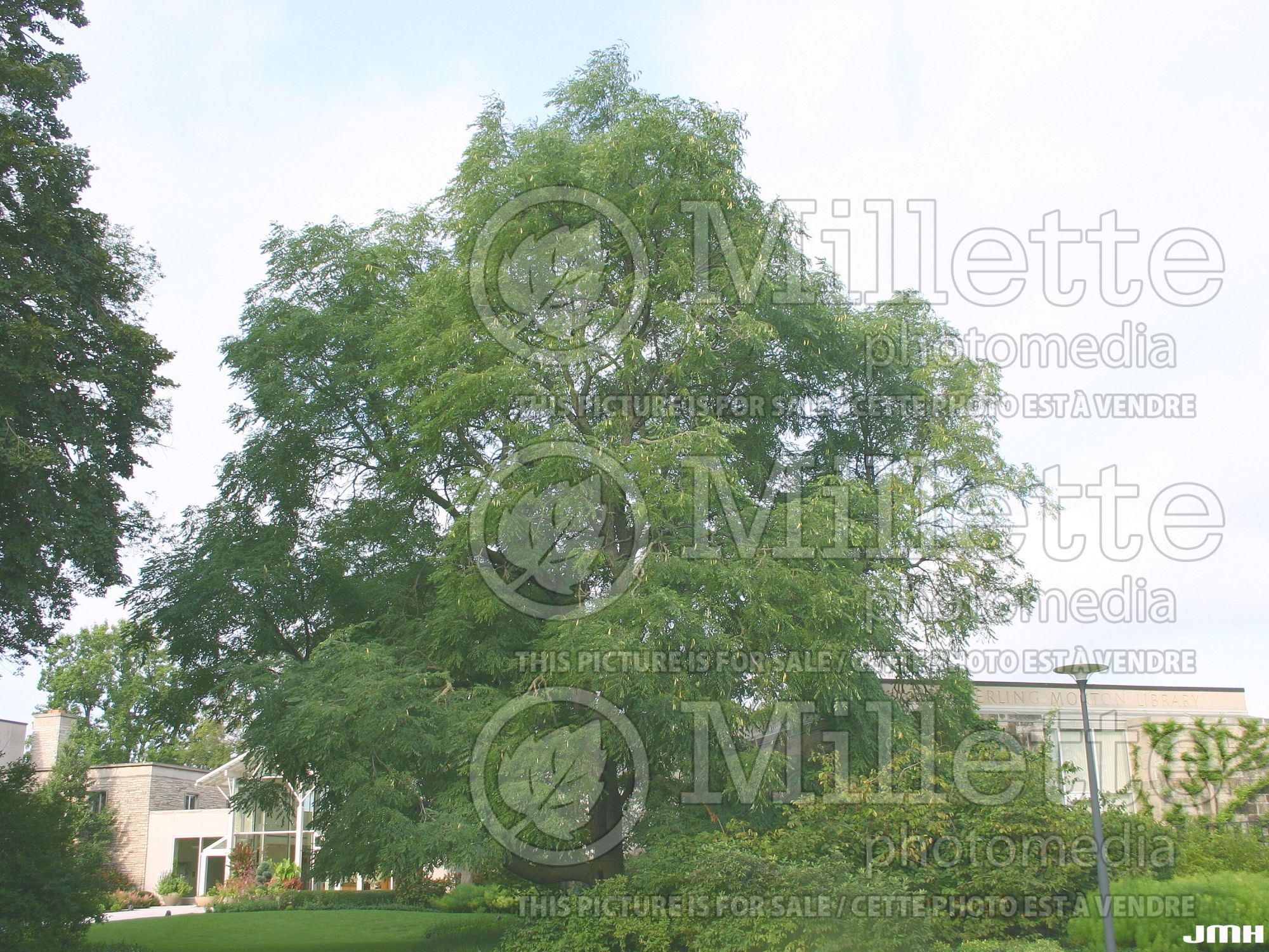 Gymnocladus dioicus (Kentucky Coffeetree) 5