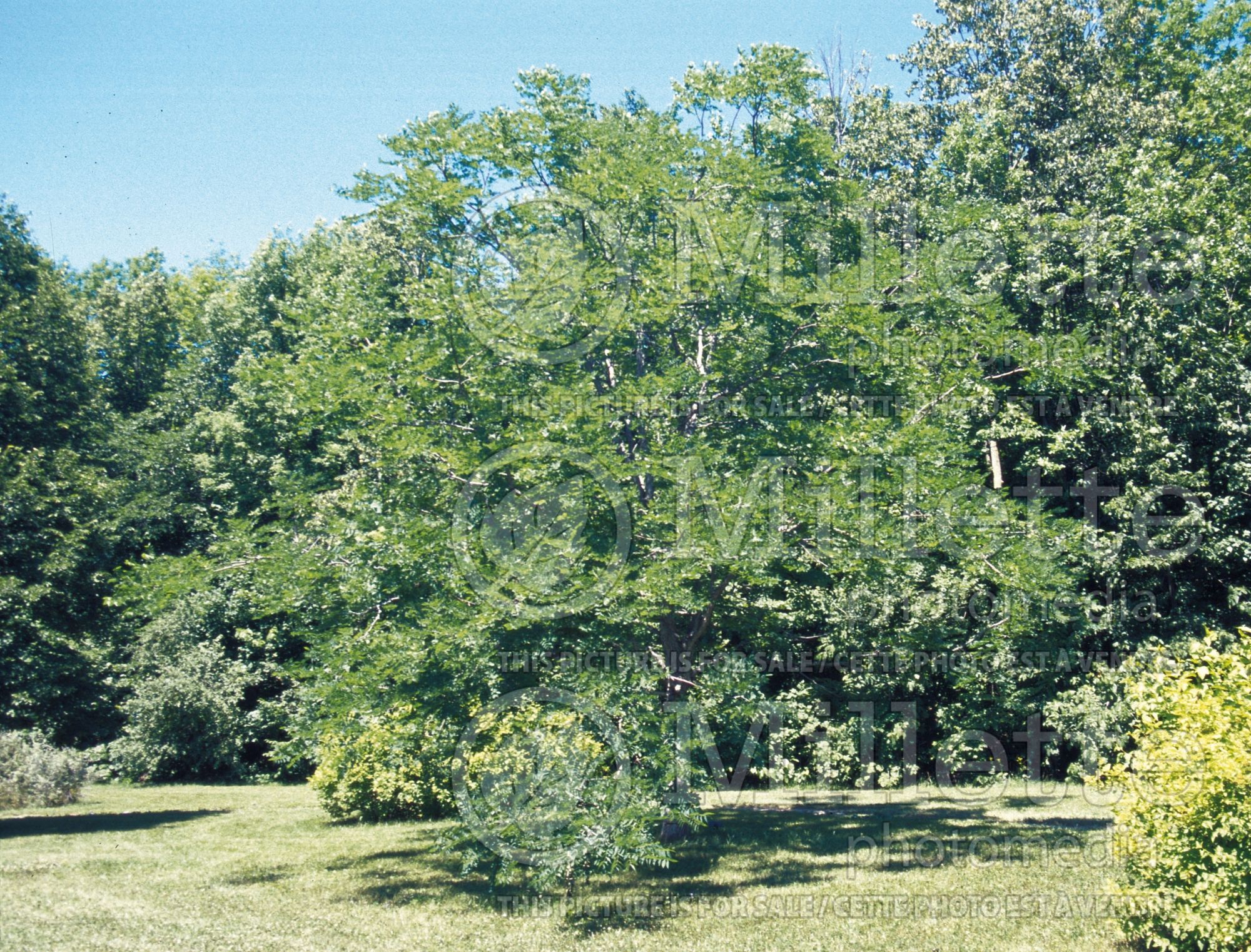 Gymnocladus dioicus (Kentucky Coffeetree) 6