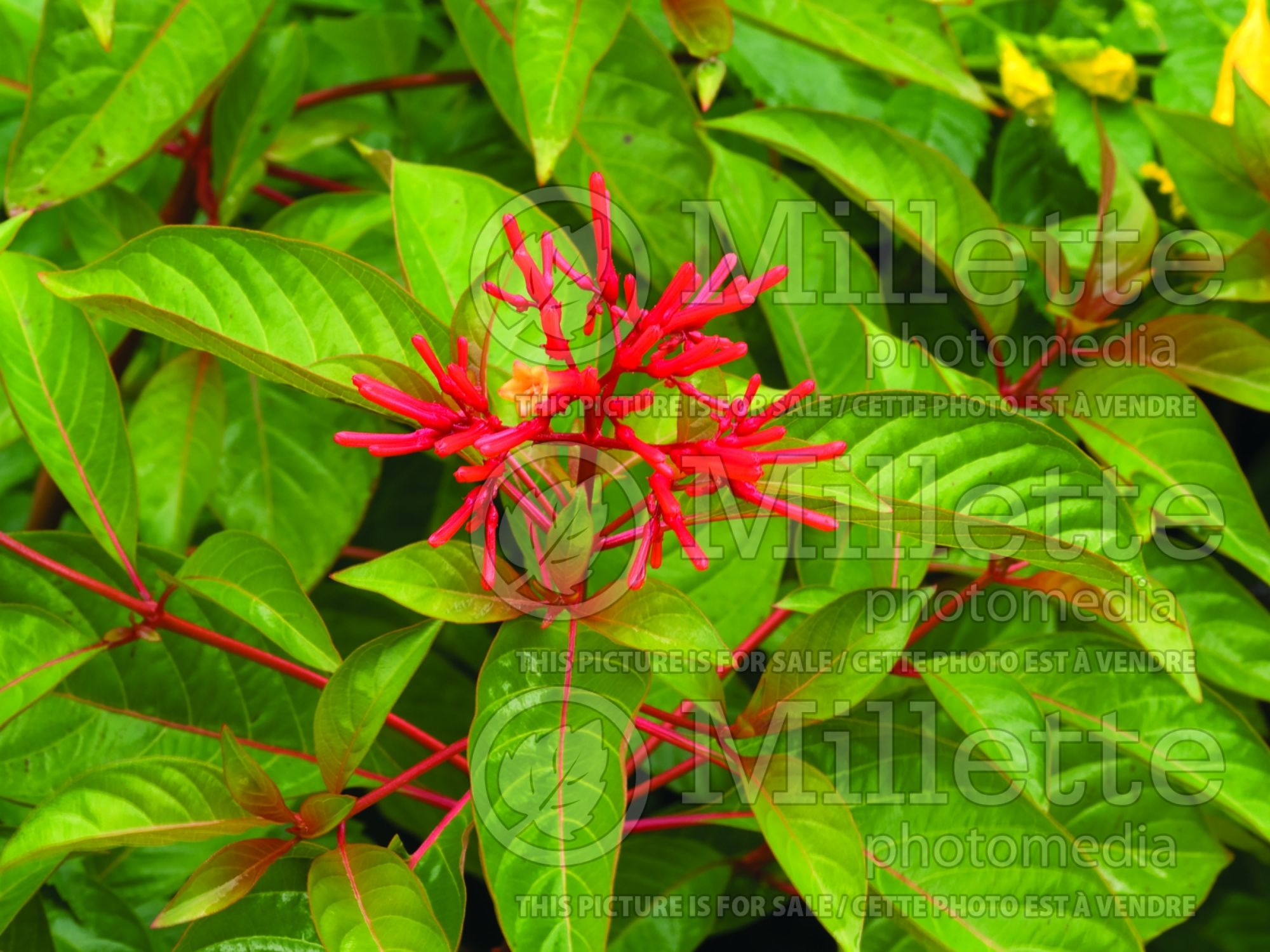 Hamelia Firefly (Firebush) 4