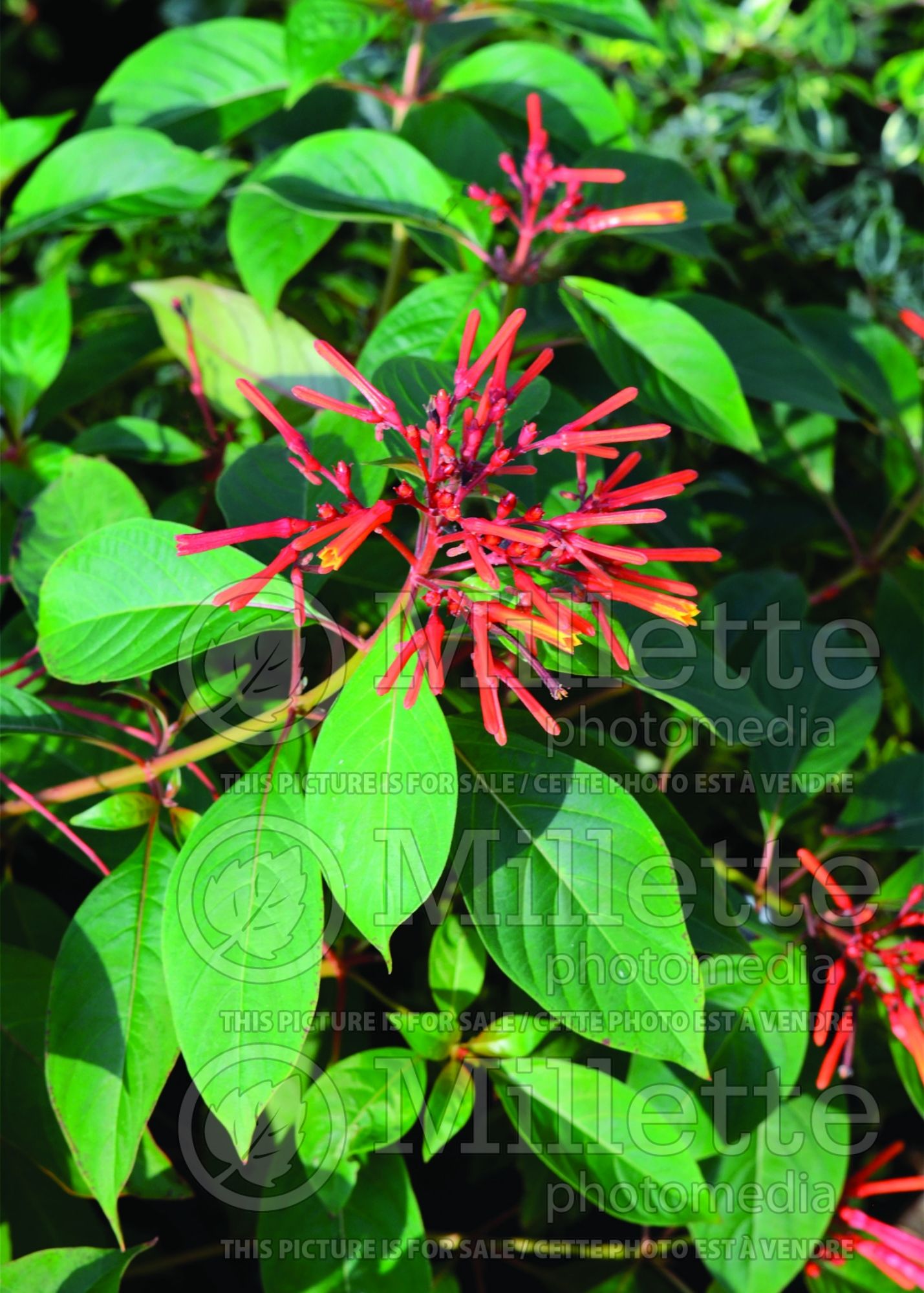 Hamelia Firefly (Firebush) 2