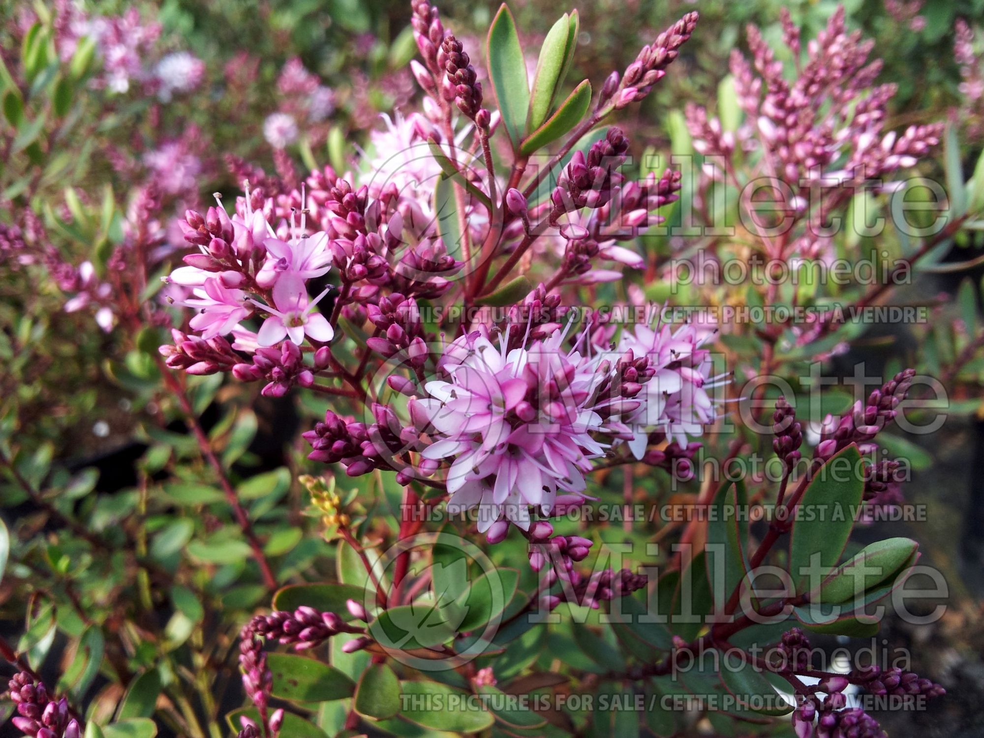 Hebe Pink Paradise (Shrubby Veronica) 1