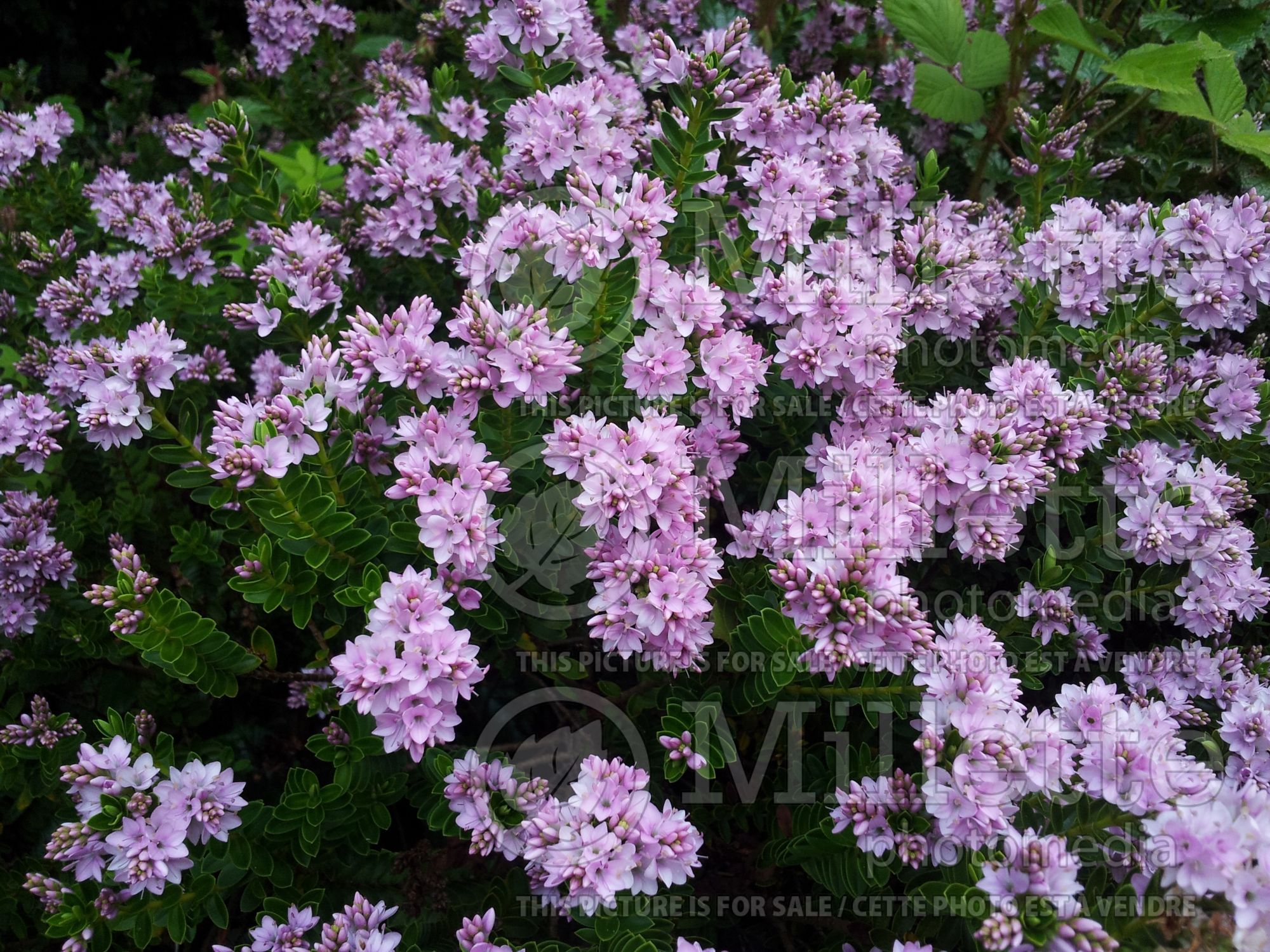Hebe Wiri Cloud (Shrubby Veronica) 1