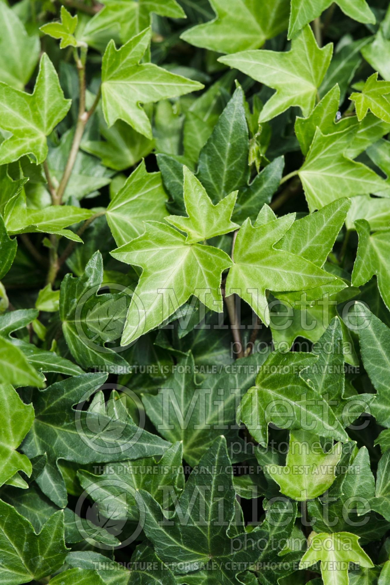 Hedera Needlepoint (English Ivy) 2
