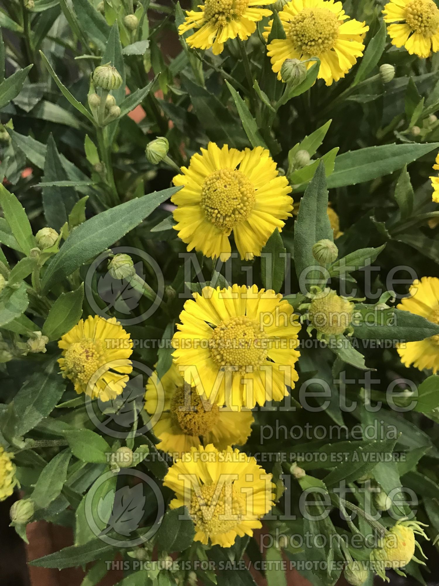 Helenium Salud Yellow (Sneezeweed Dog-tooth Daisy) 1