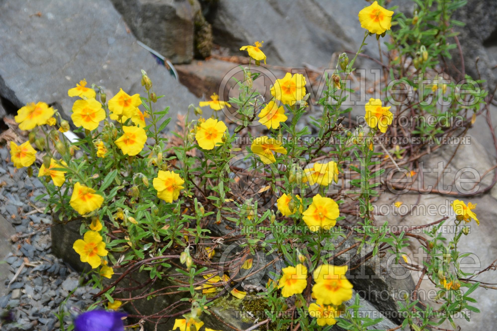 Helianthemum Ben Fhada (Rock Rose) 1