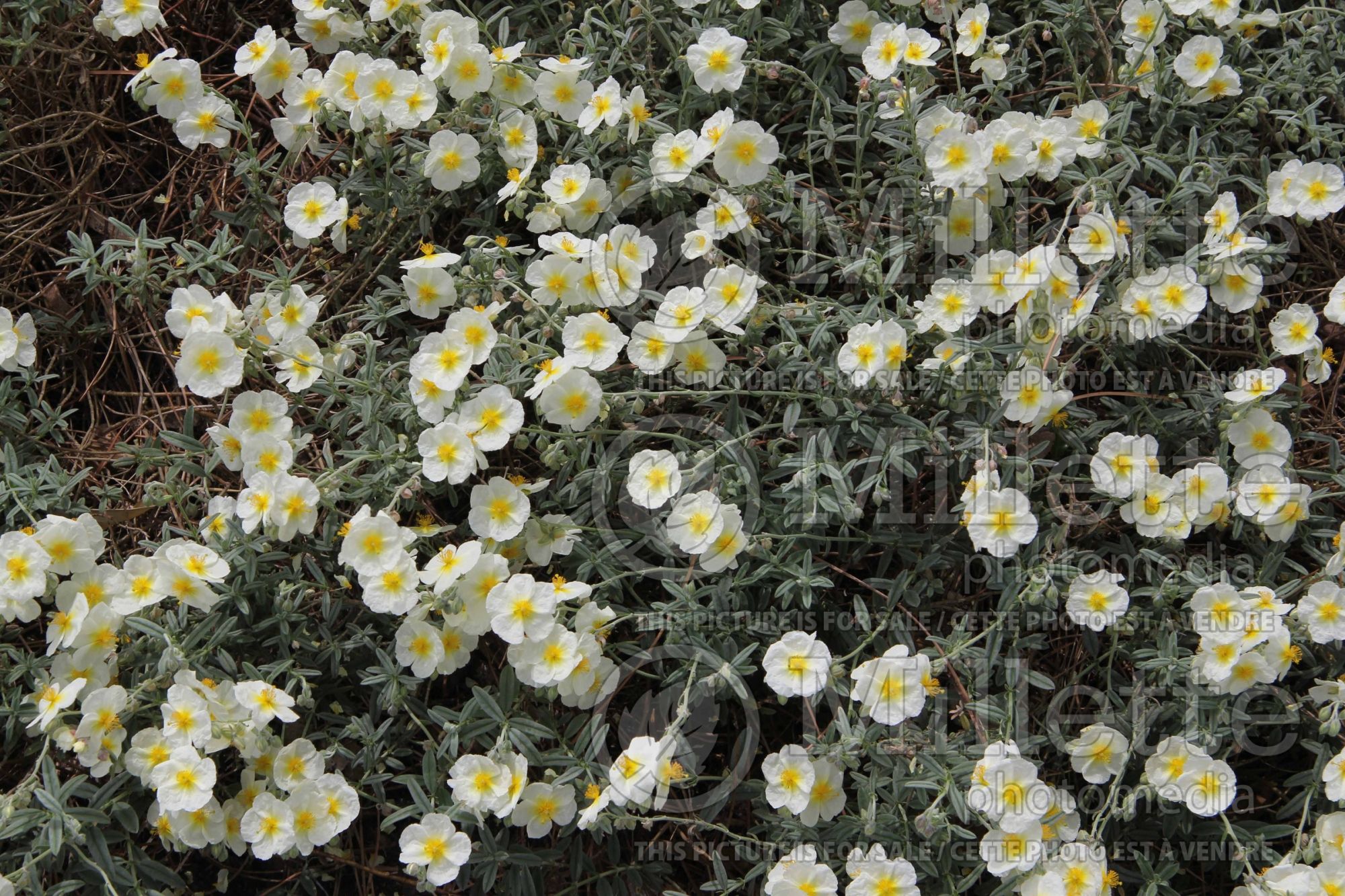 Helianthemum The Bride (Rock Rose) 1