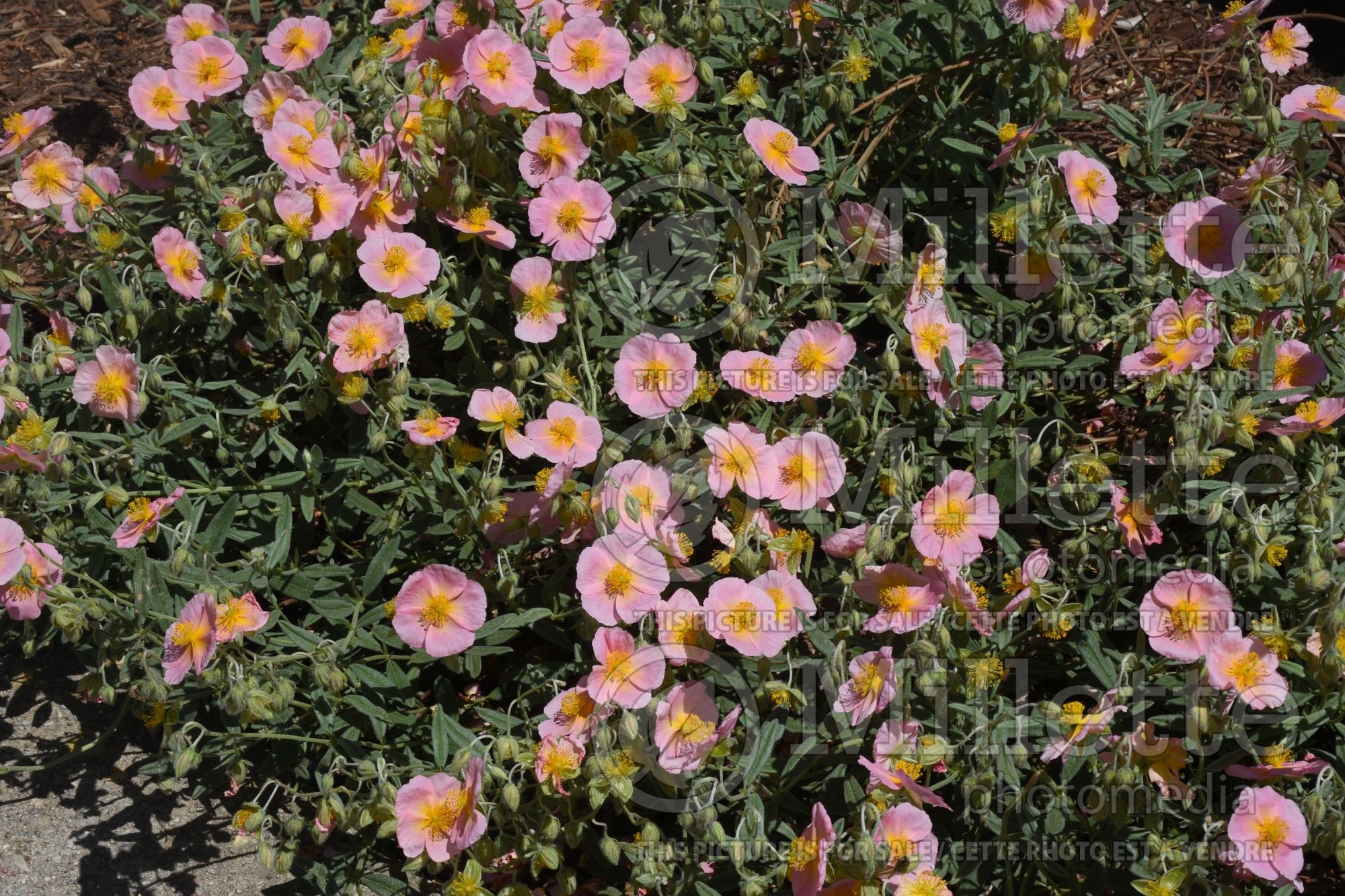 Helianthemum Whisley Pink aka Rhodanthe Carneum (Sunrose) 1