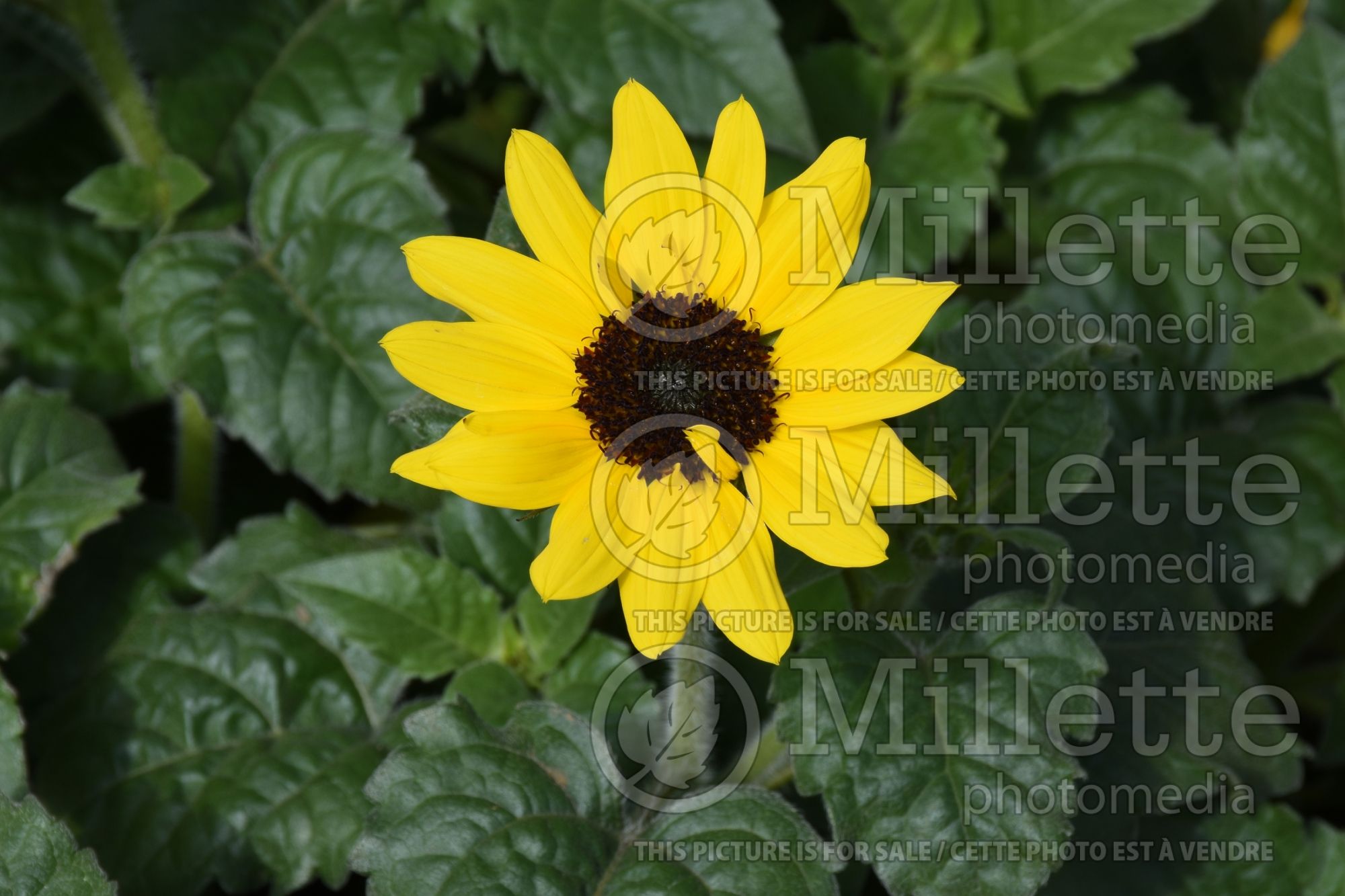 Helianthus Suncredible Yellow (Sunflower) 2