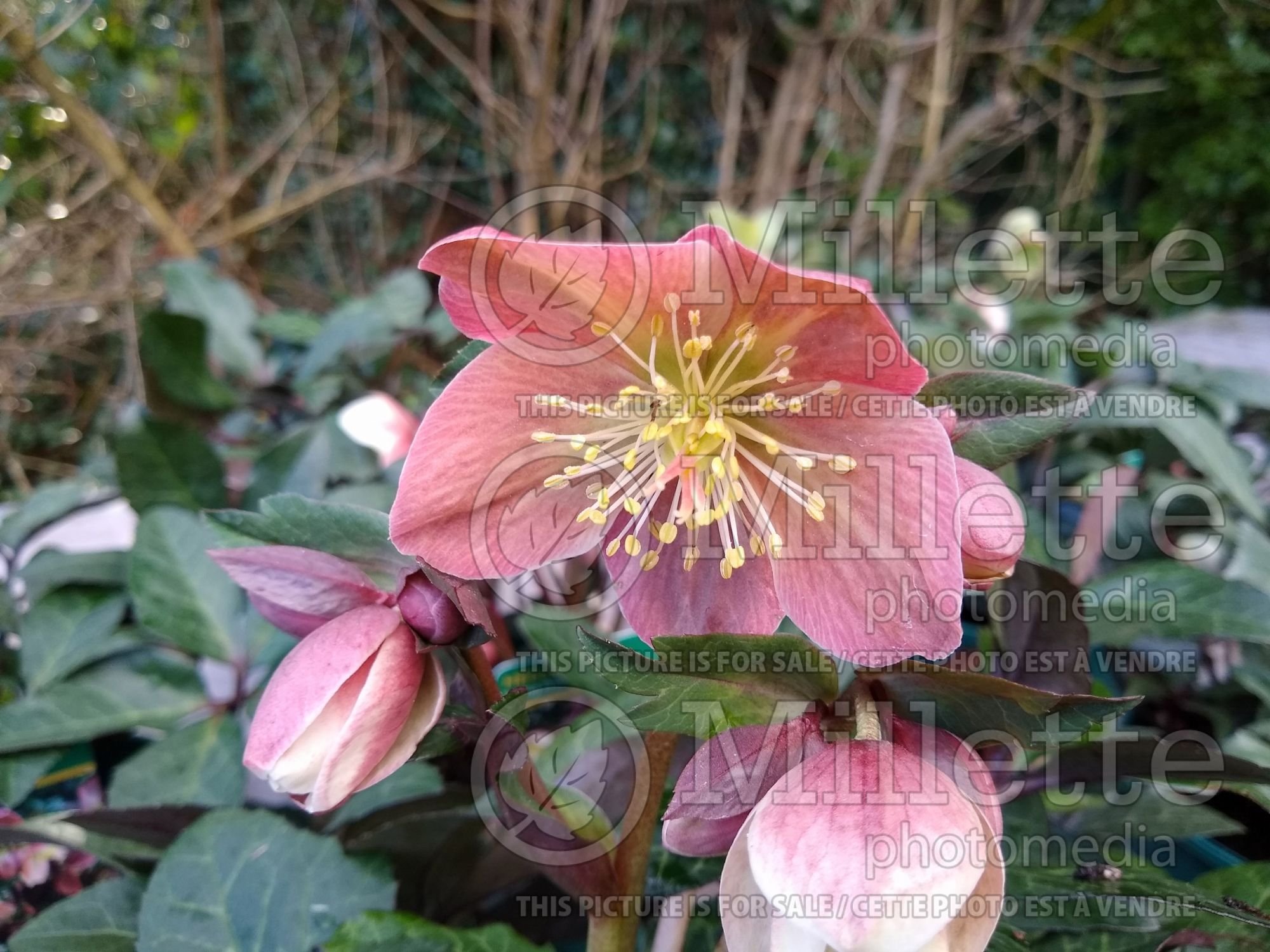 Helleborus HGC Merlin (Lenten Rose) 3