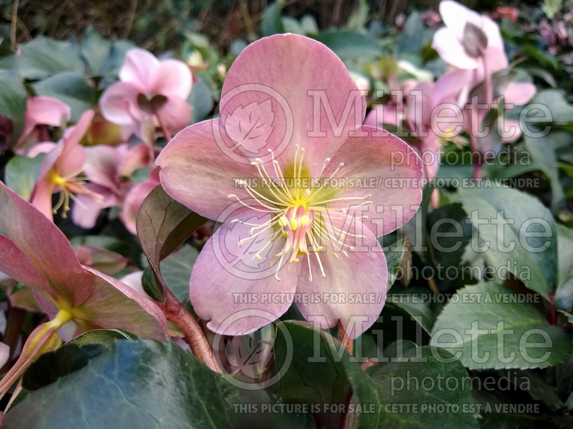 Helleborus Angel Glow (Lenten Rose) 4
