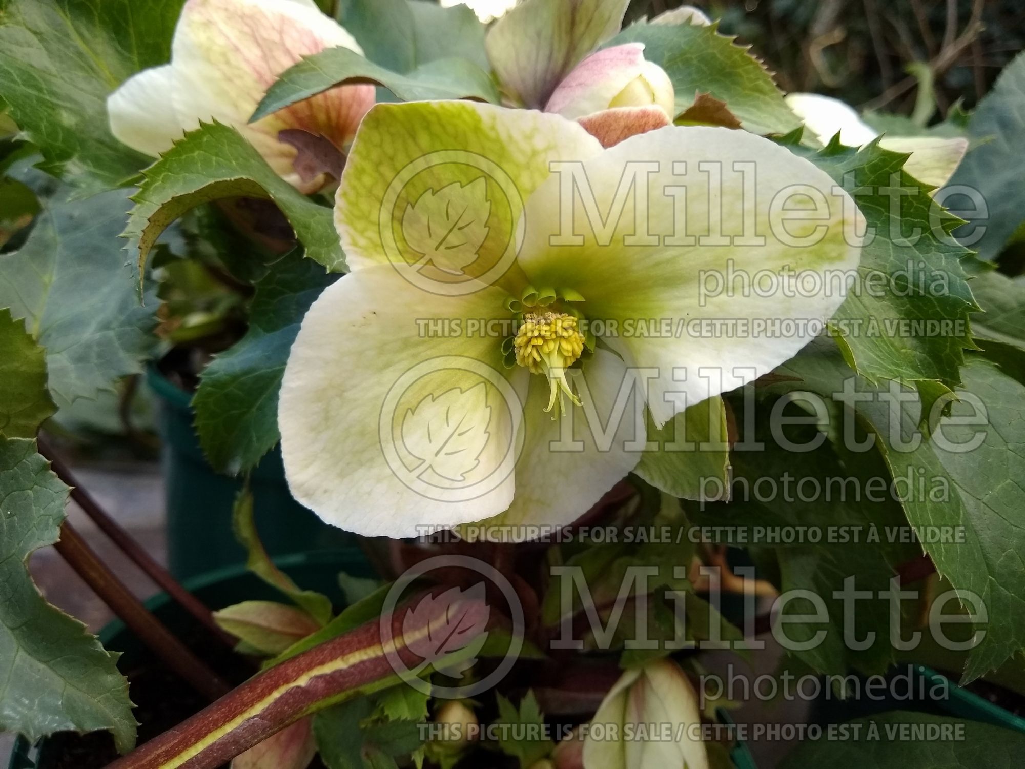 Helleborus Pink Beauty (Lenten Rose) 1