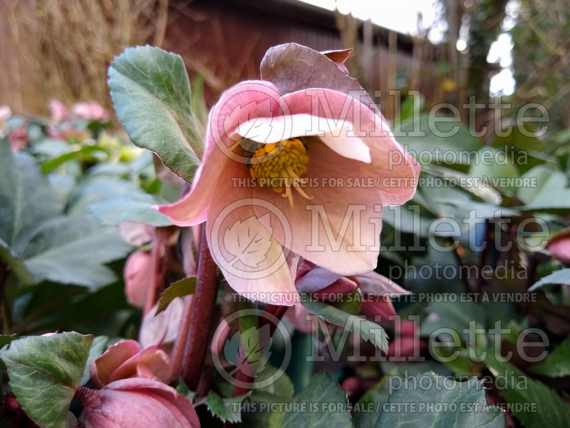 Helleborus Pirouette (Lenten Rose) 3