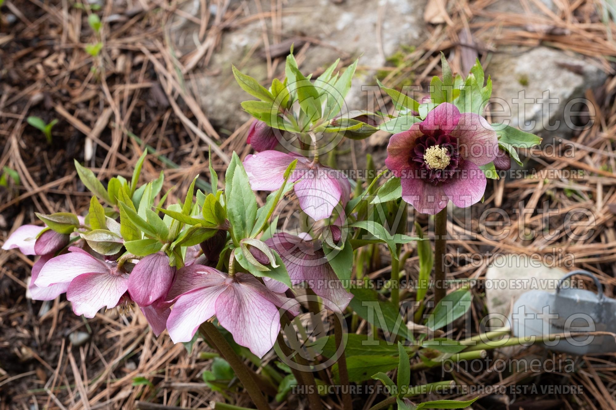 Helleborus Tutu (Lenten Rose) 2