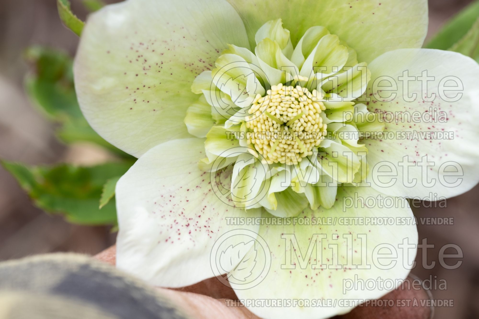 Helleborus White Tutu (Lenten Rose) 4