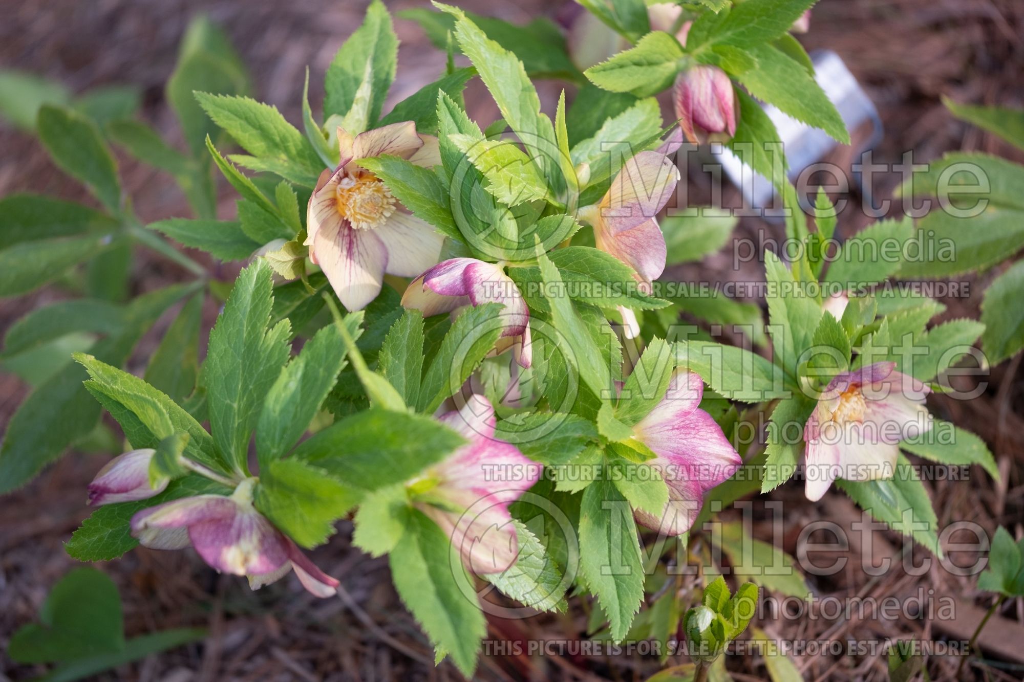 Helleborus Winter Jewels Golden Sunrise (Lenten Rose) 2