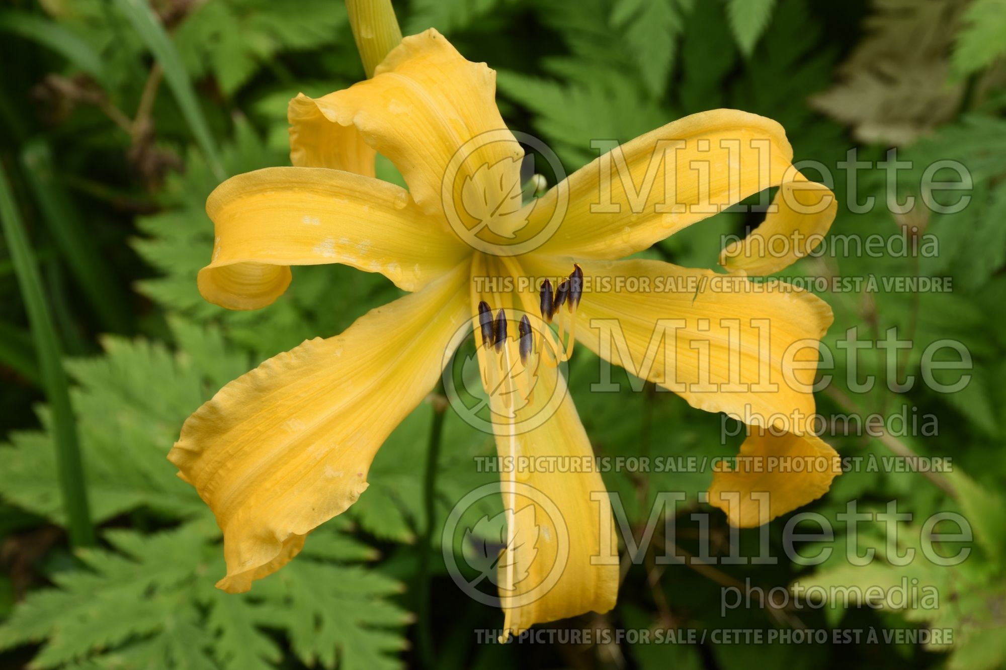Hemerocallis Asiatic Pheasant (Daylily) 2