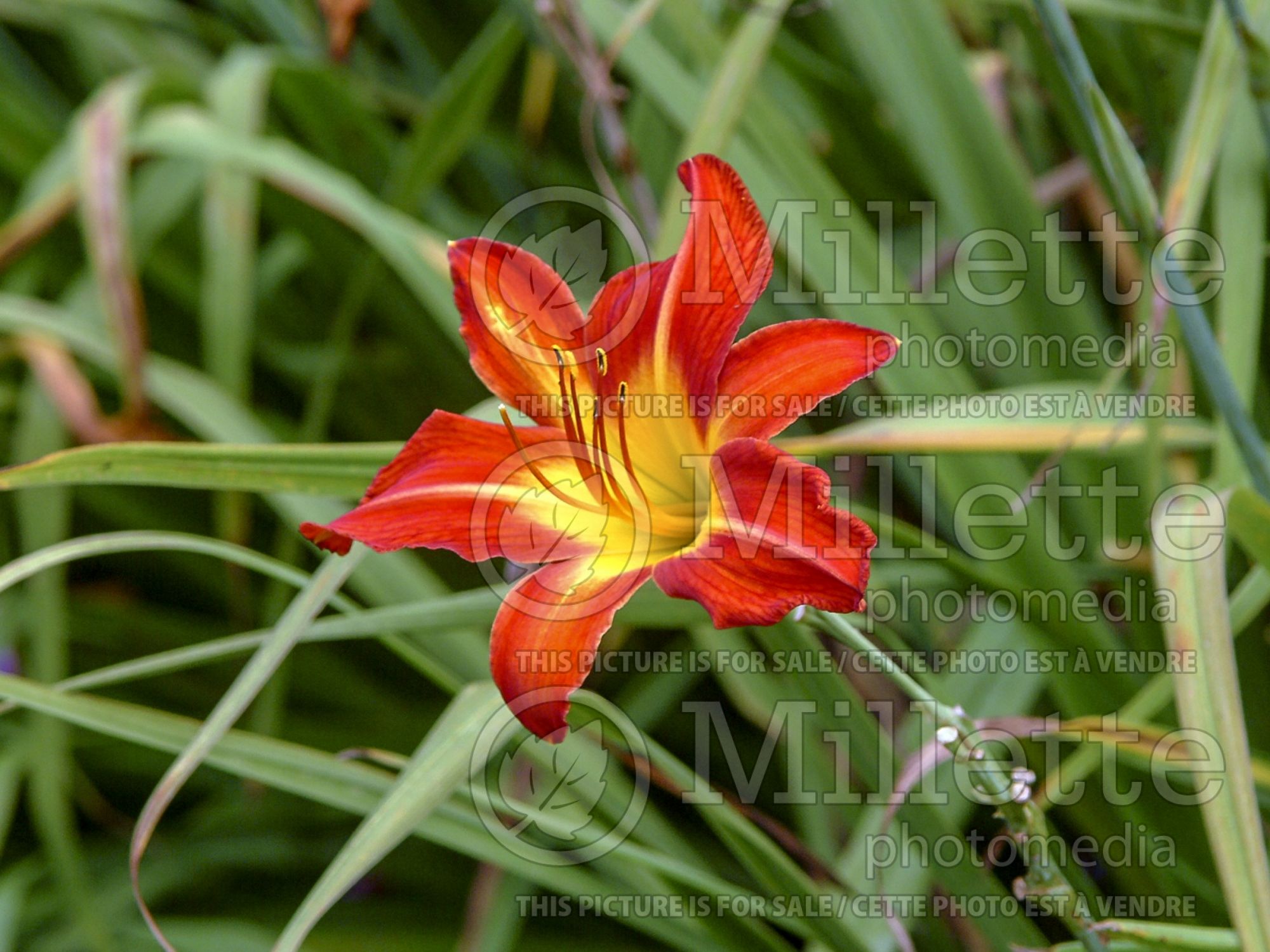 Hemerocallis August Flame (Daylily) 4