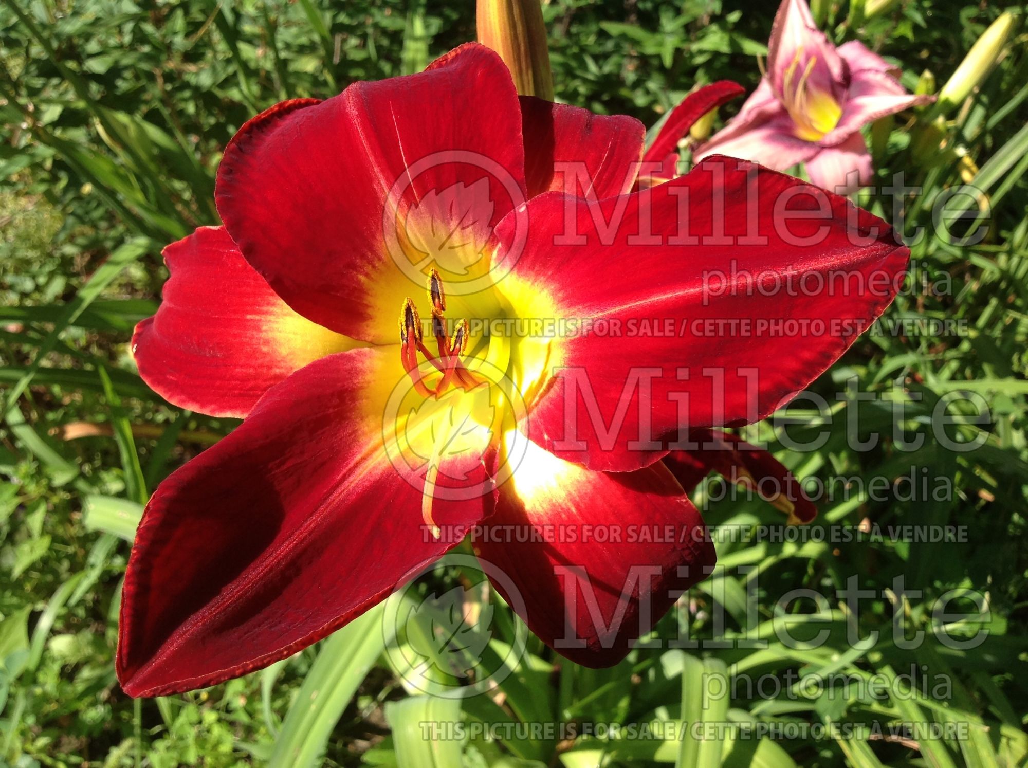 Hemerocallis Christmas Is (Daylily) 2