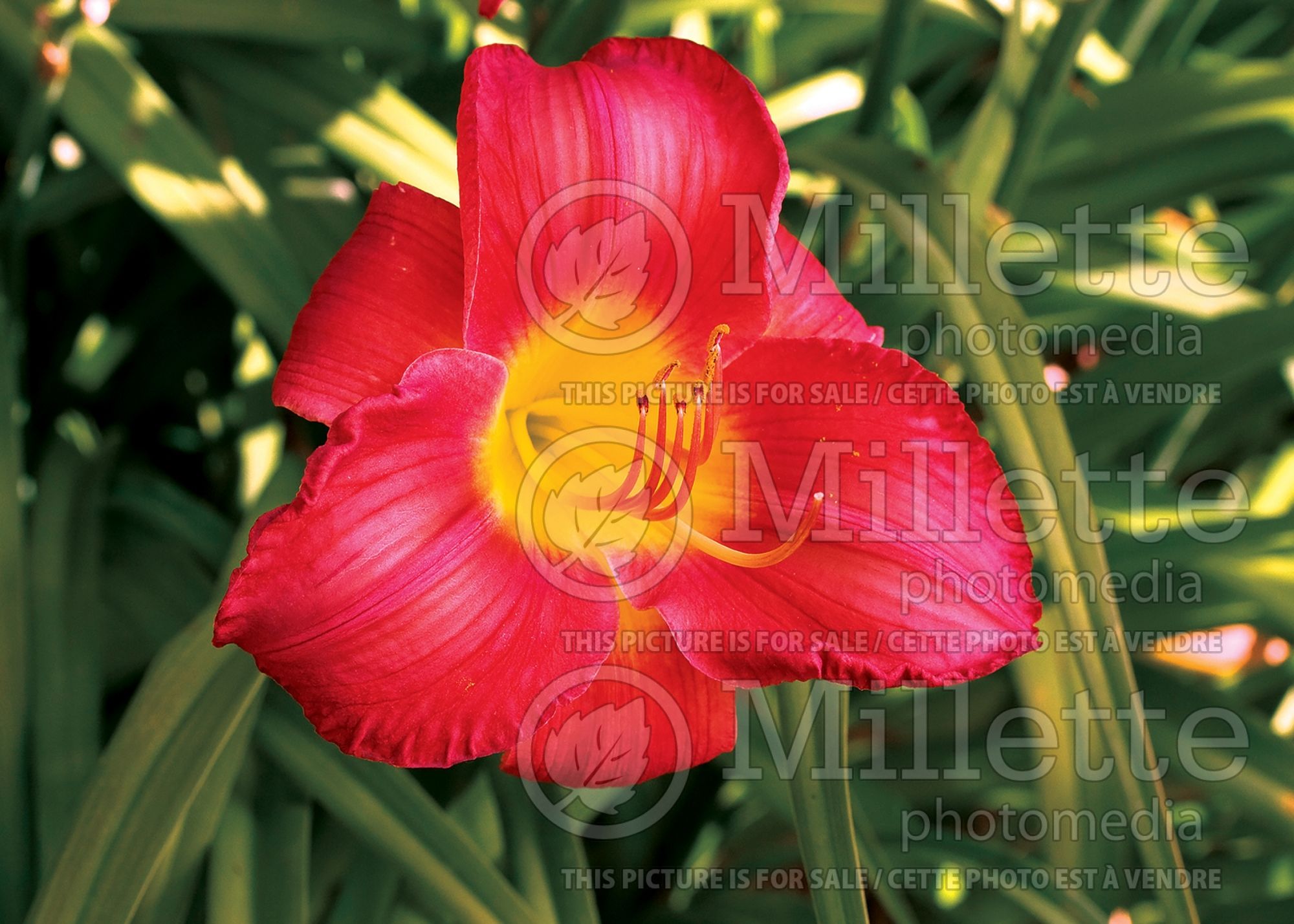 Hemerocallis Christmas Is (Daylily) 3