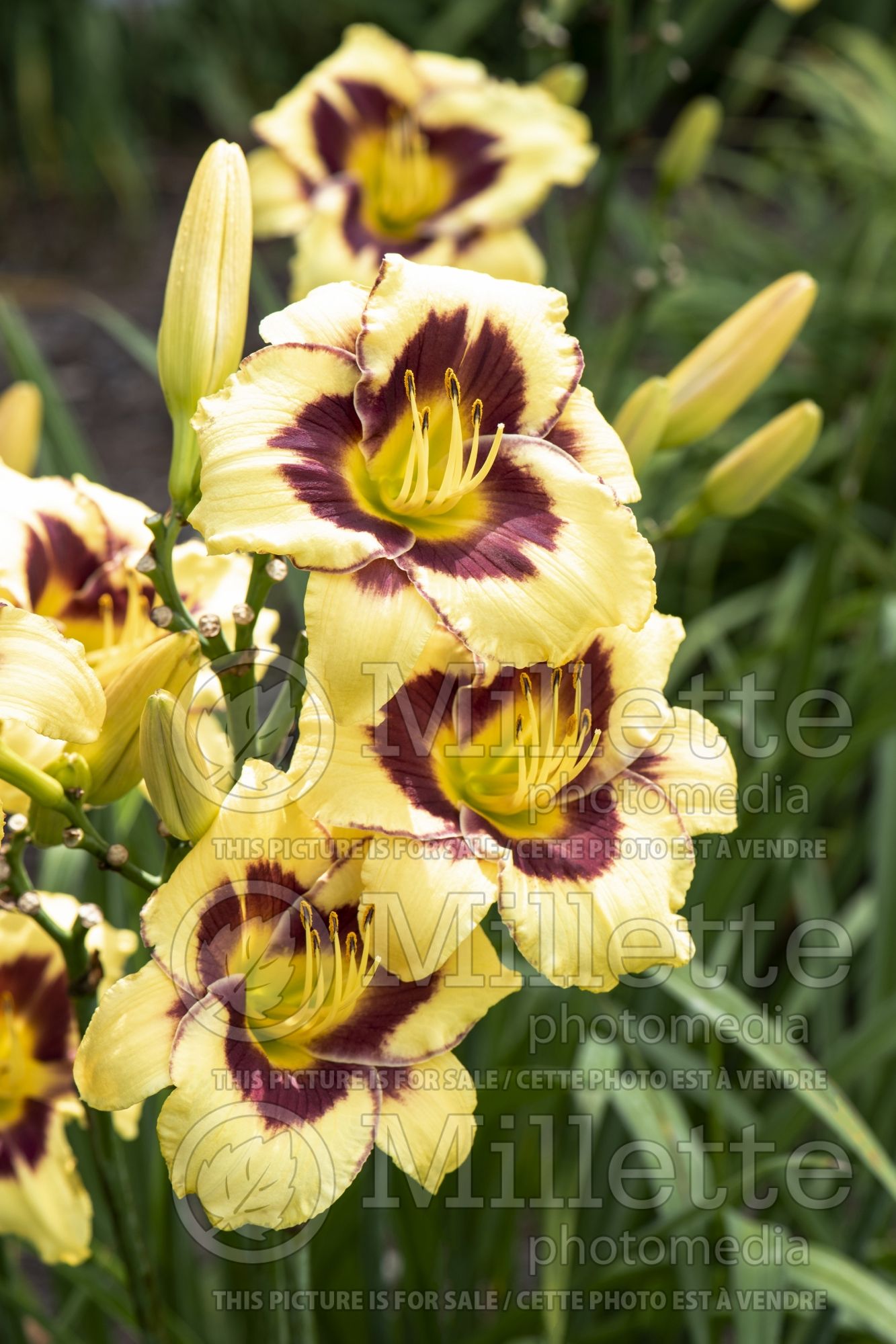 Hemerocallis El Desperado (Daylily) 3