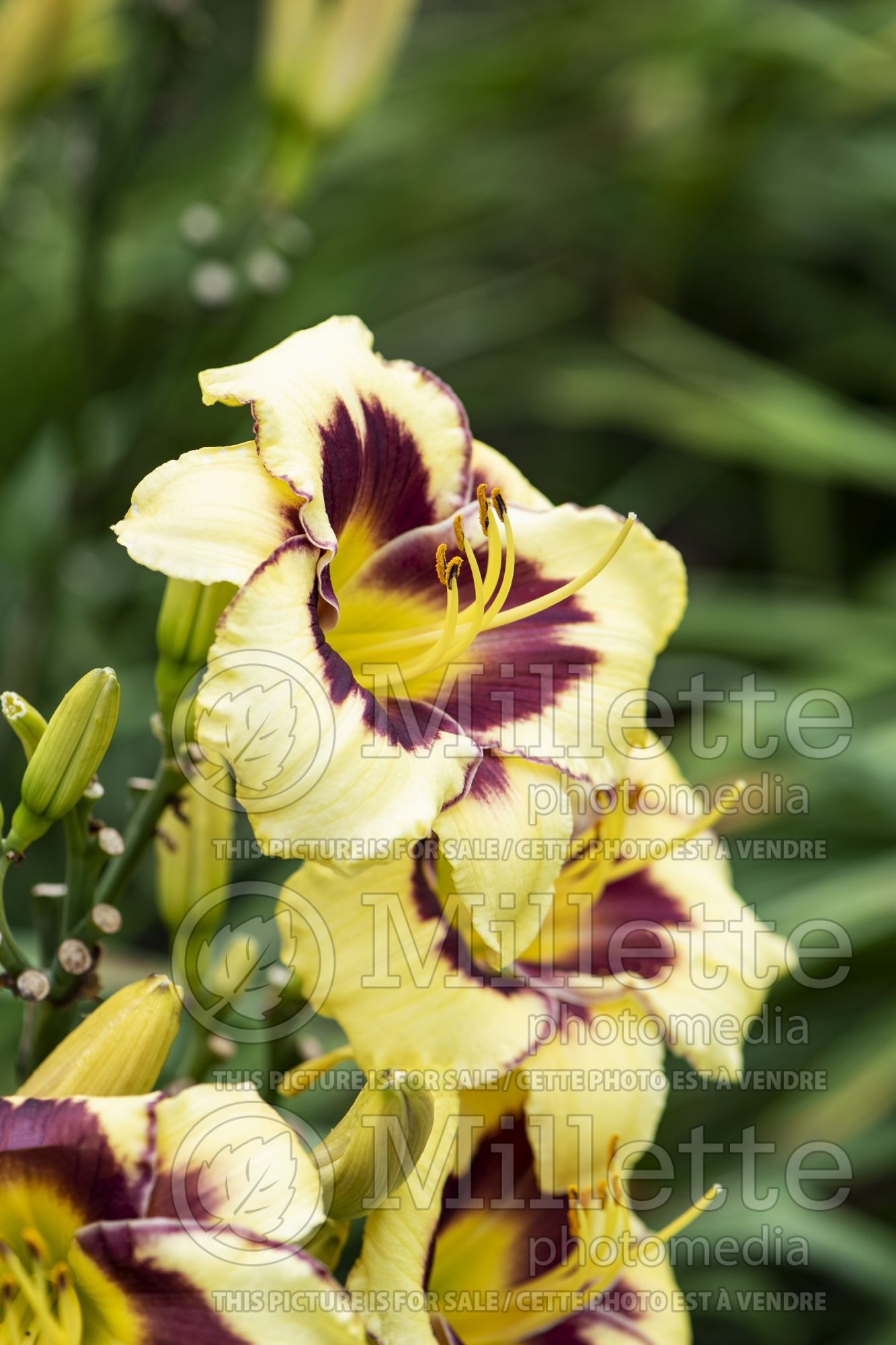 Hemerocallis El Desperado (Daylily) 4