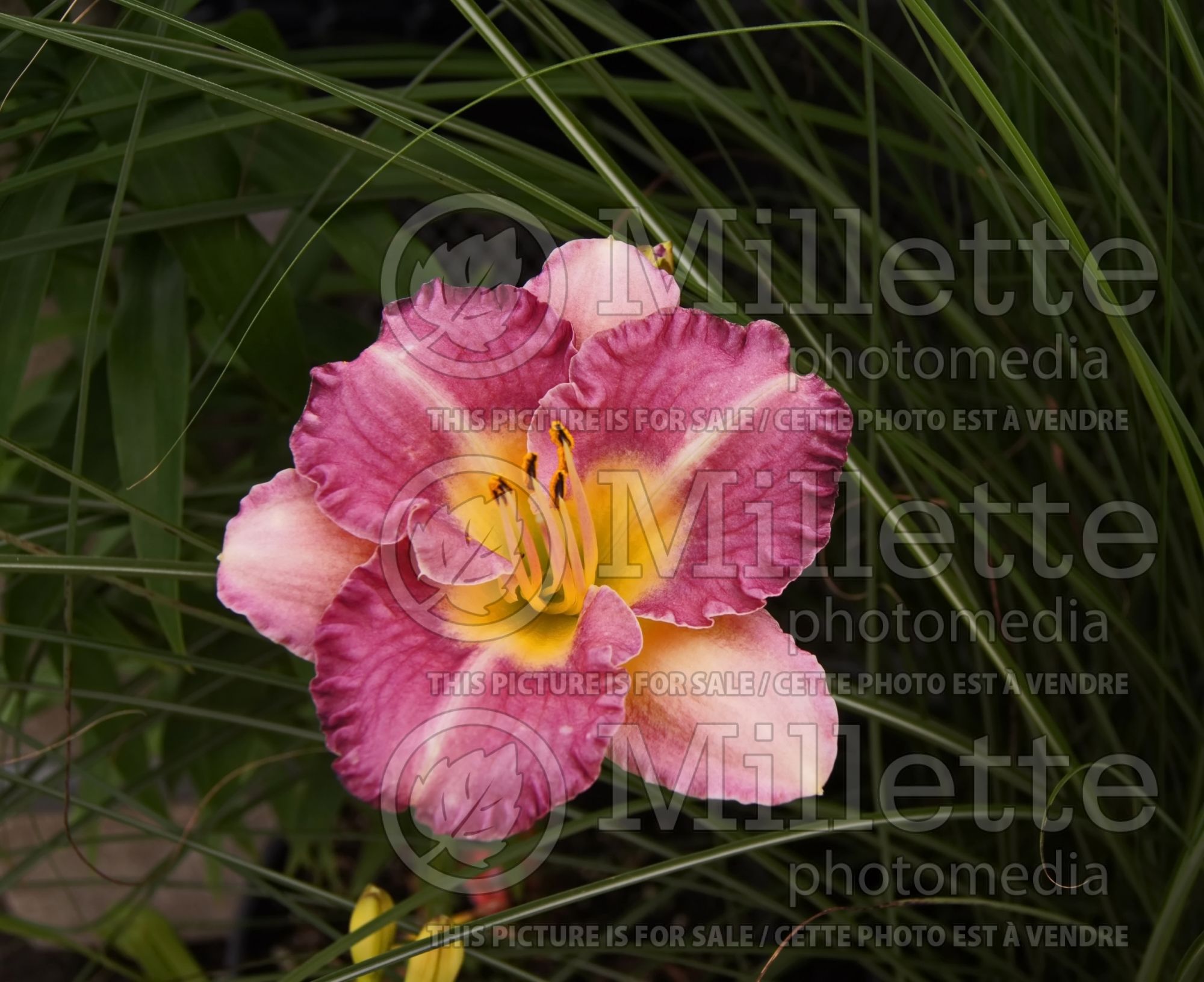 Hemerocallis Entrapment (Daylily) 2
