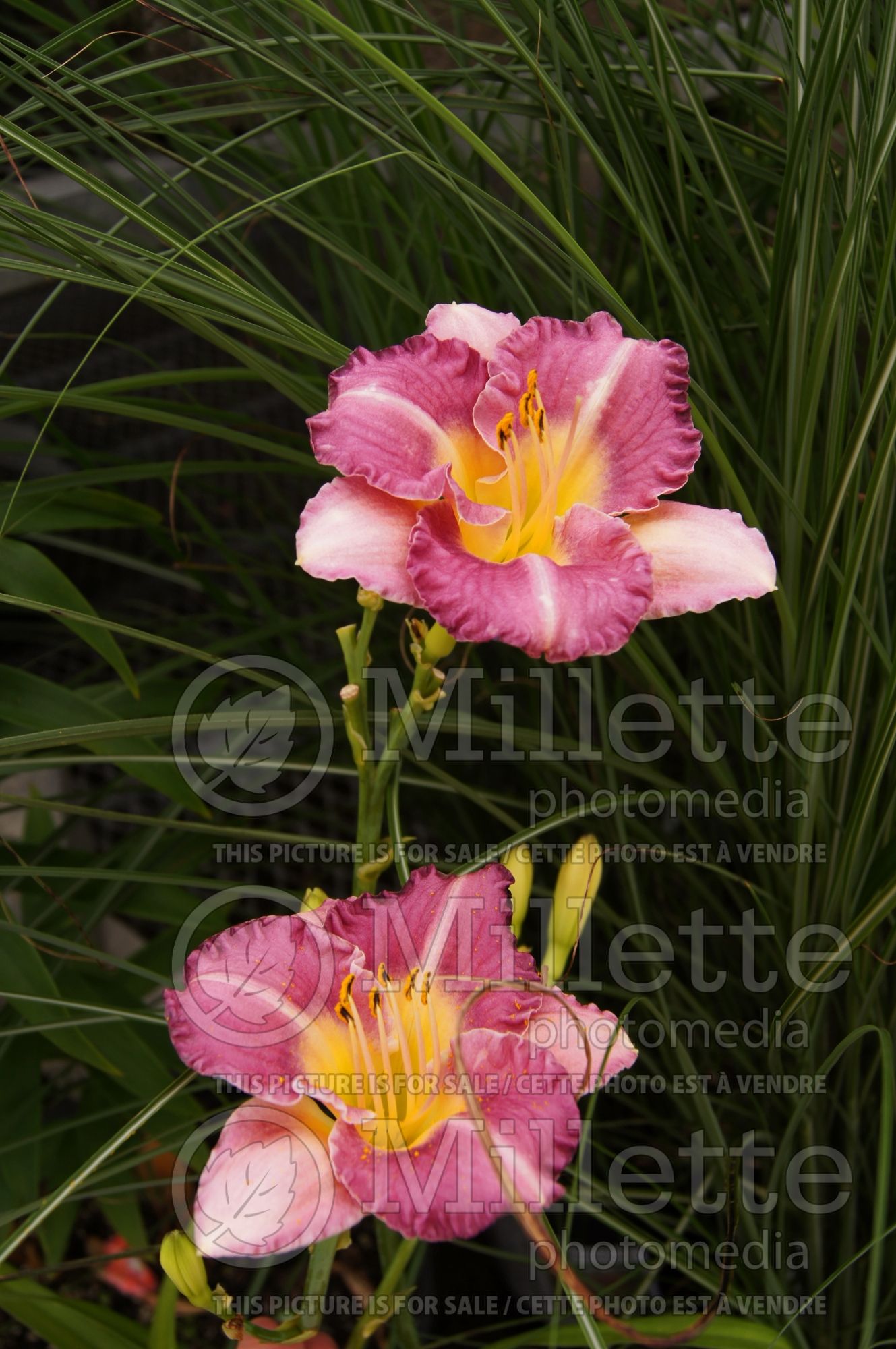 Hemerocallis Entrapment (Daylily) 3