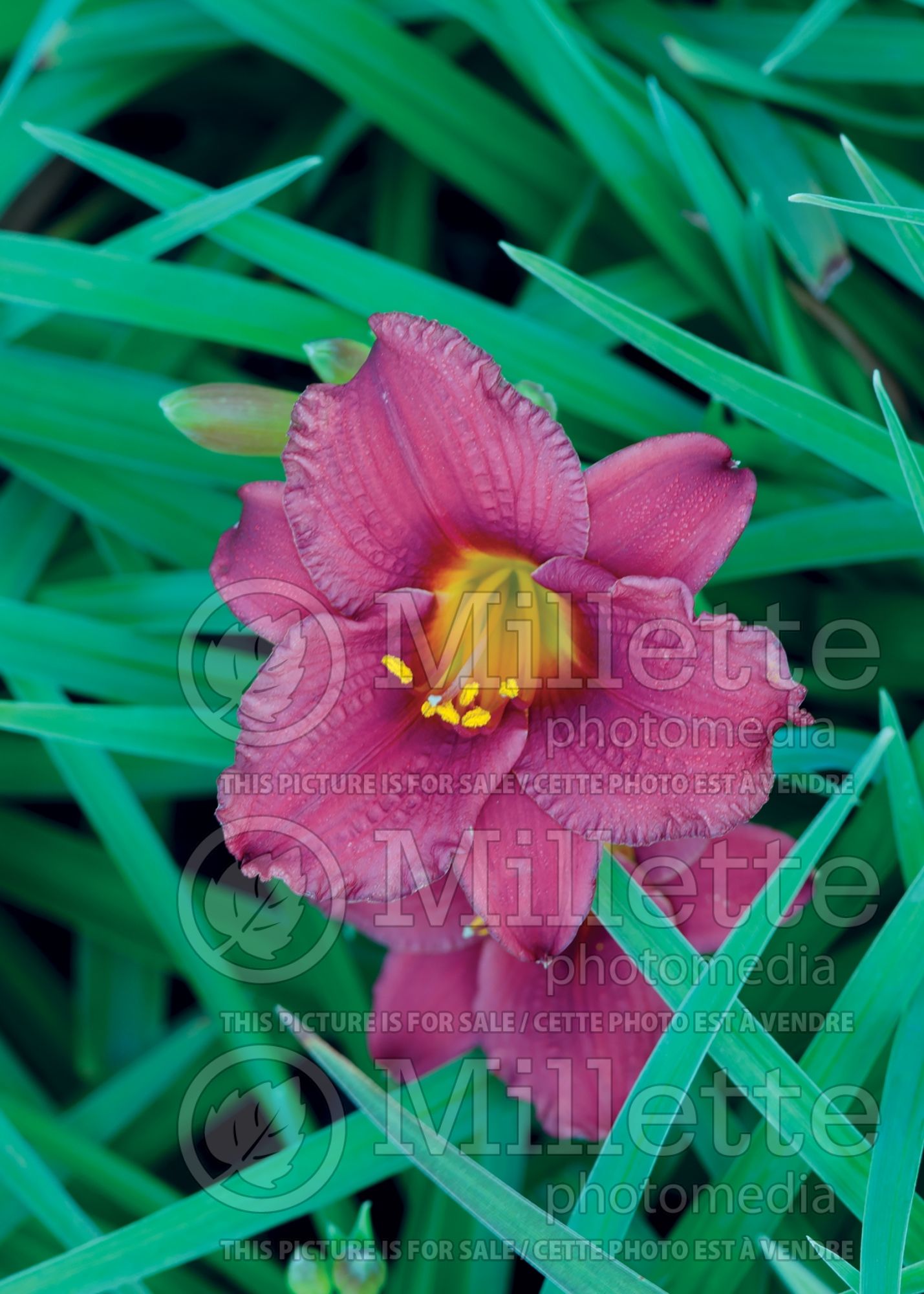 Hemerocallis Entrapment (Daylily) 4