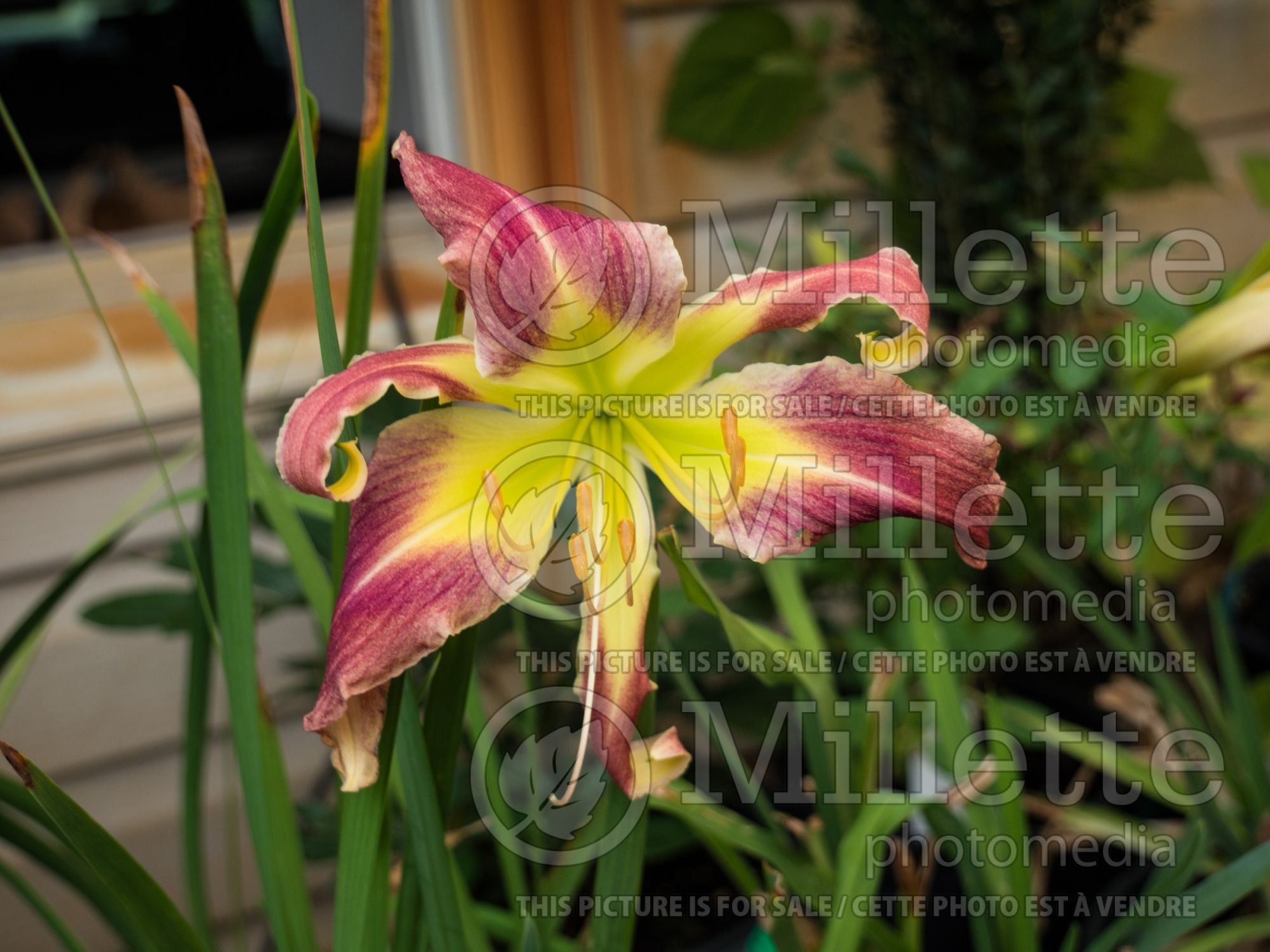 Hemerocallis Fitzadilly (Daylily) 1