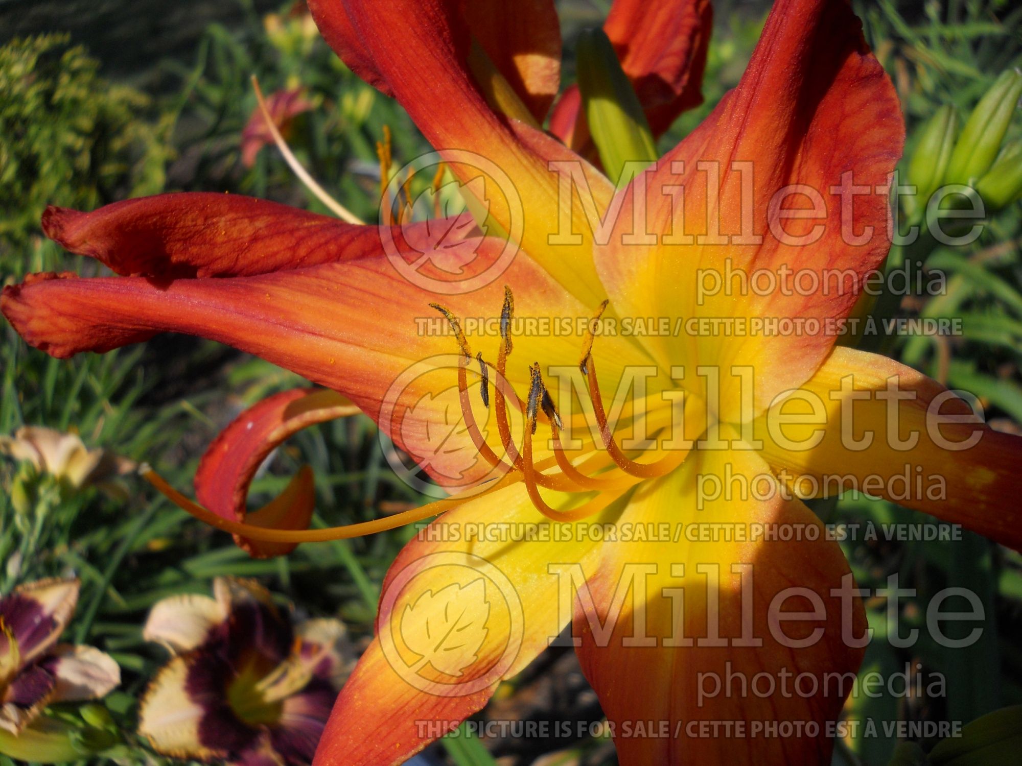 Hemerocallis I Lava You (Daylily) 1