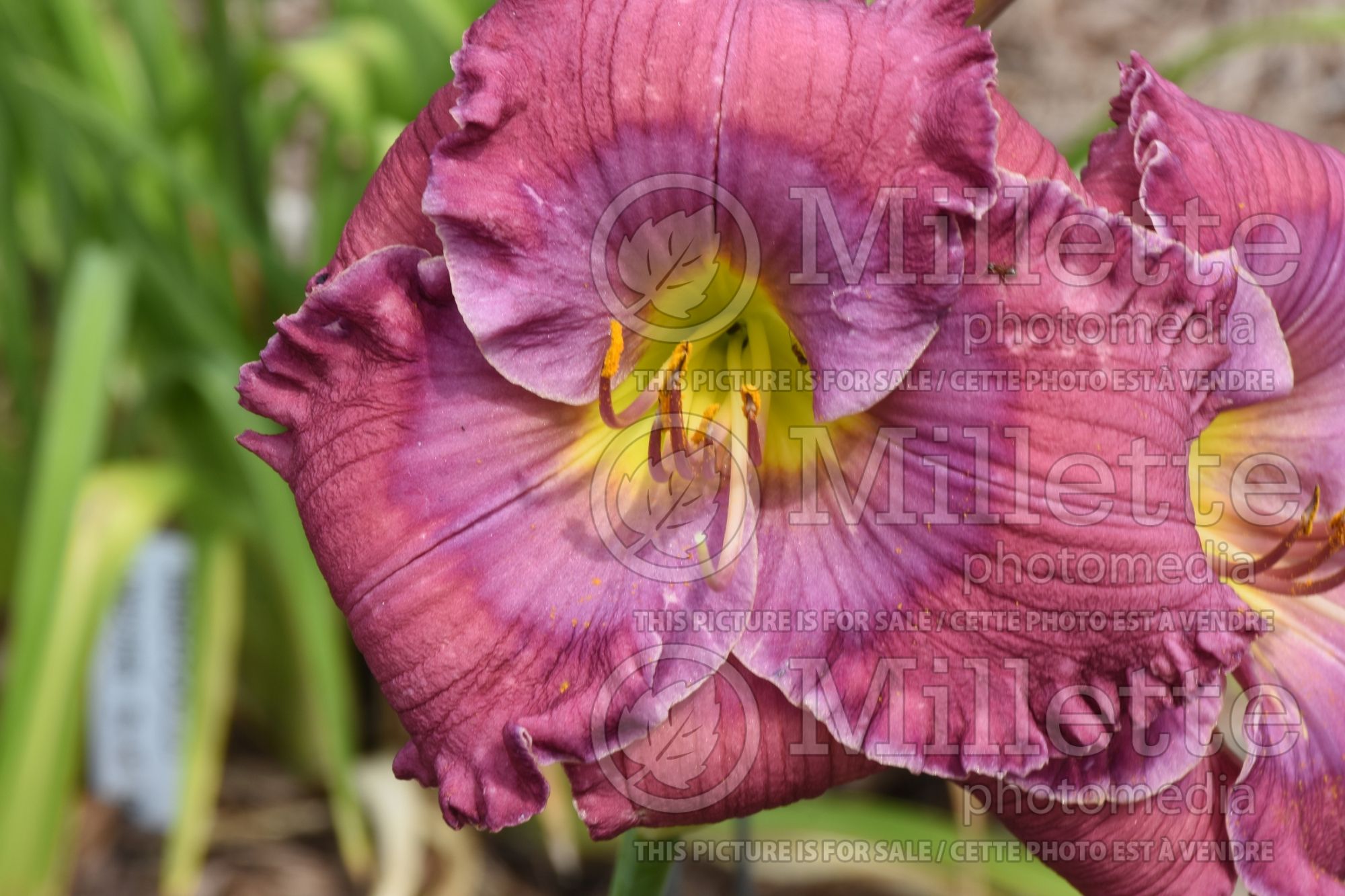 Hemerocallis Lavender Blue Baby (Daylily) 3