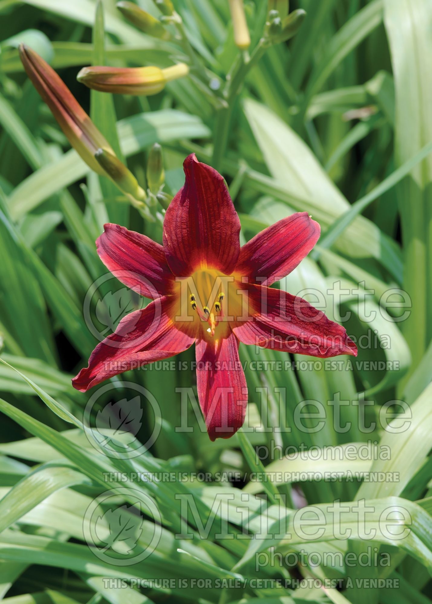 Hemerocallis Ming Toy (Daylily) 1