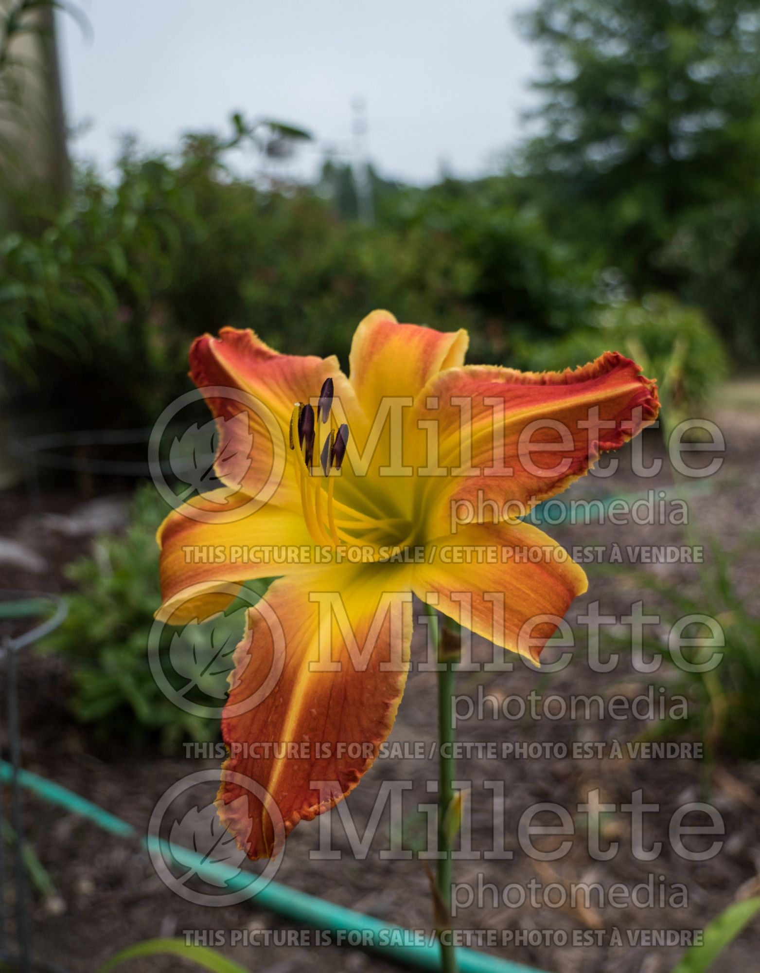 Hemerocallis Panic in Detroit (Daylily) 1