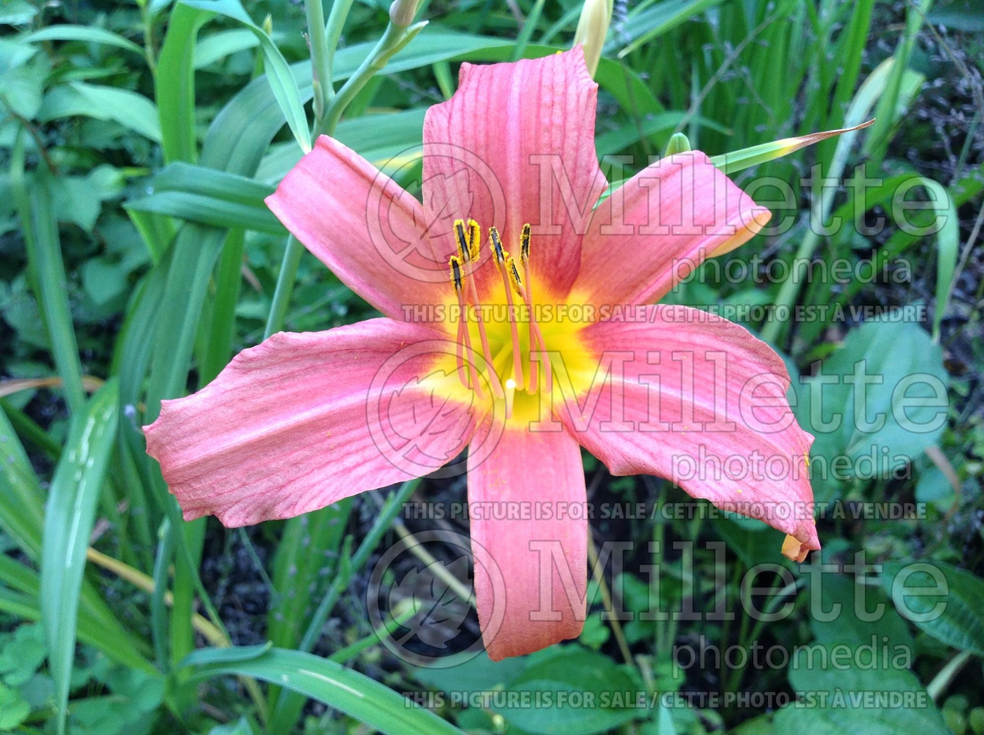 Hemerocallis Pink Damask (Daylily) 1