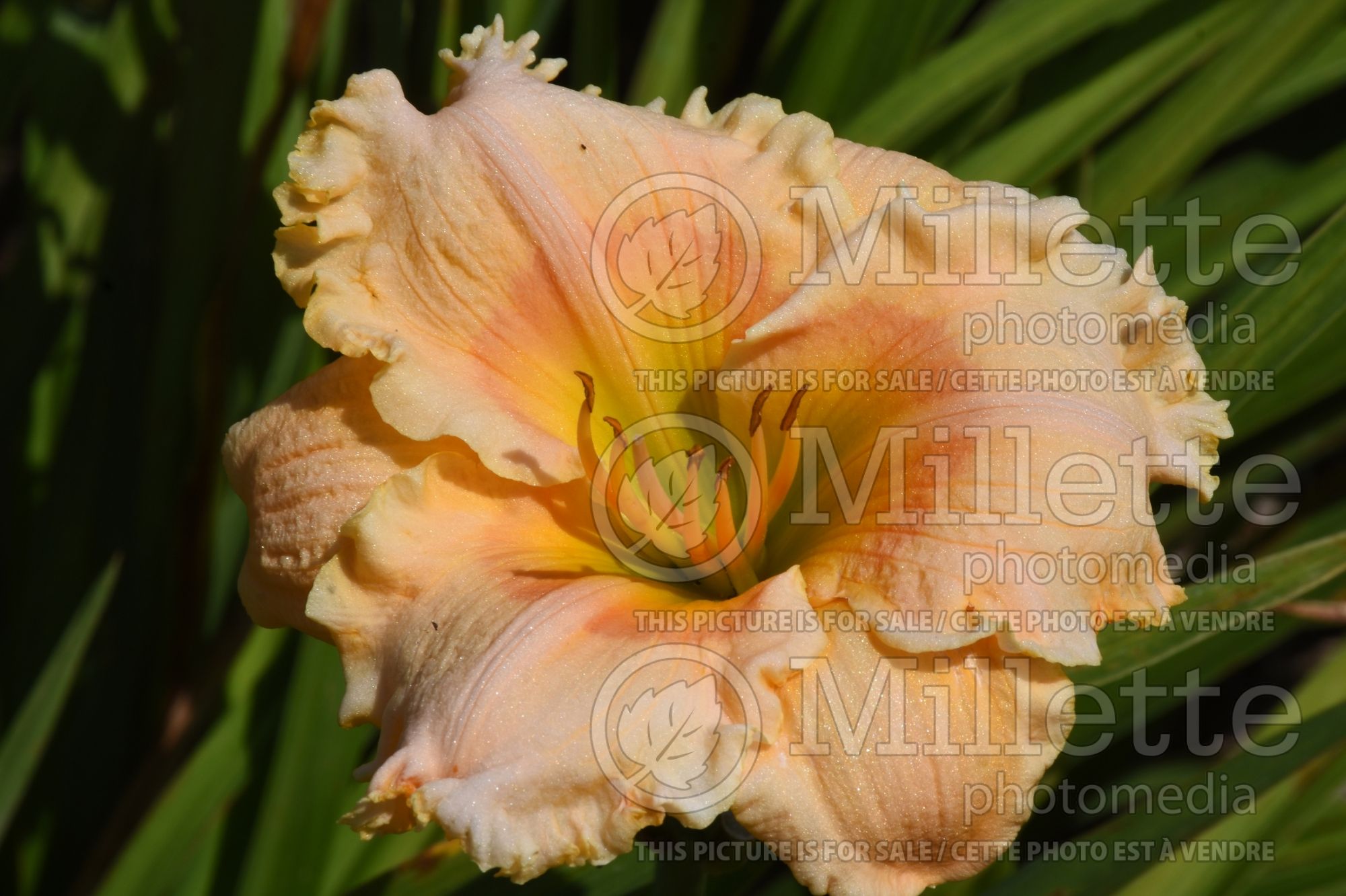 Hemerocallis Rainbow Rhythm Orange Smoothie (Daylily) 1