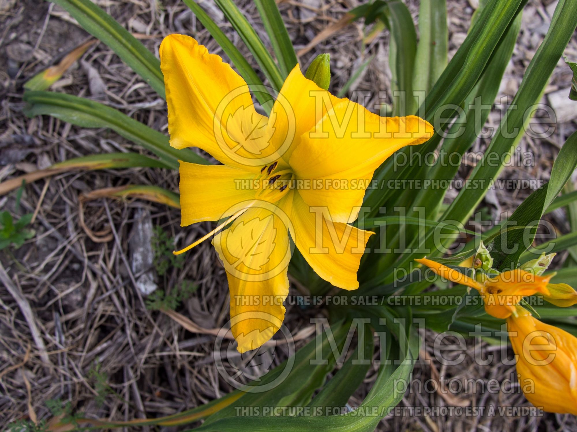Hemerocallis Rarin Aaron (Daylily) 1