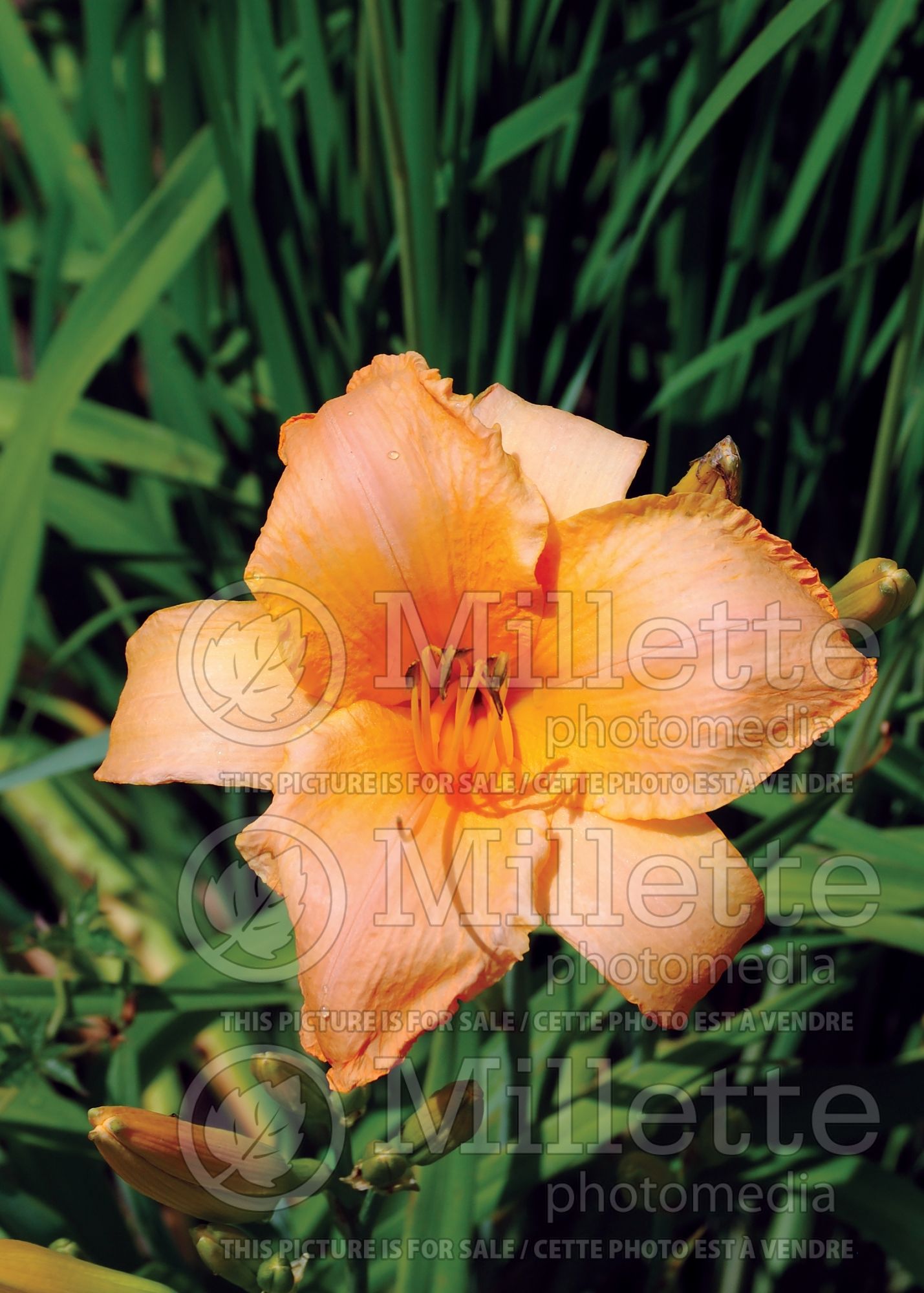 Hemerocallis Ruffled Apricot (Daylily) 2