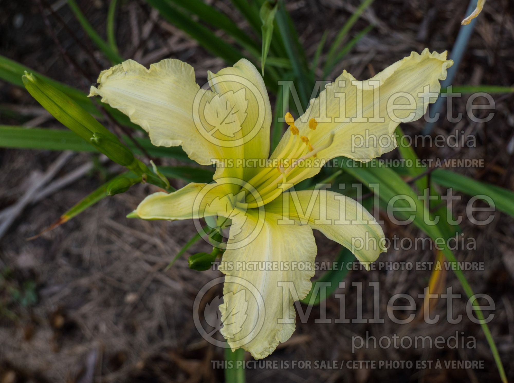 Hemerocallis Scandinavia (Daylily) 1