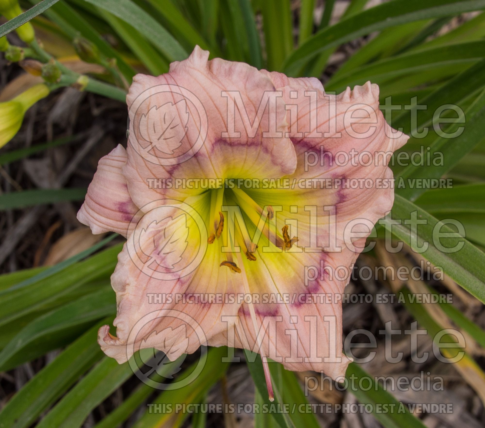 Hemerocallis Siloam David Kirchhoff (Daylily) 1
