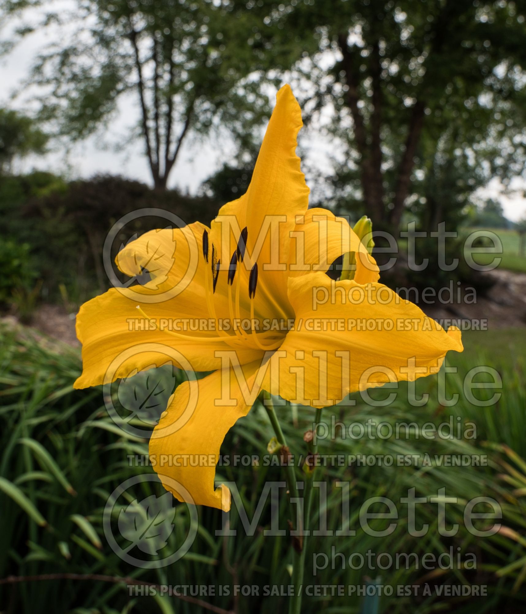 Hemerocallis Towering Robin Hood (Daylily) 1
