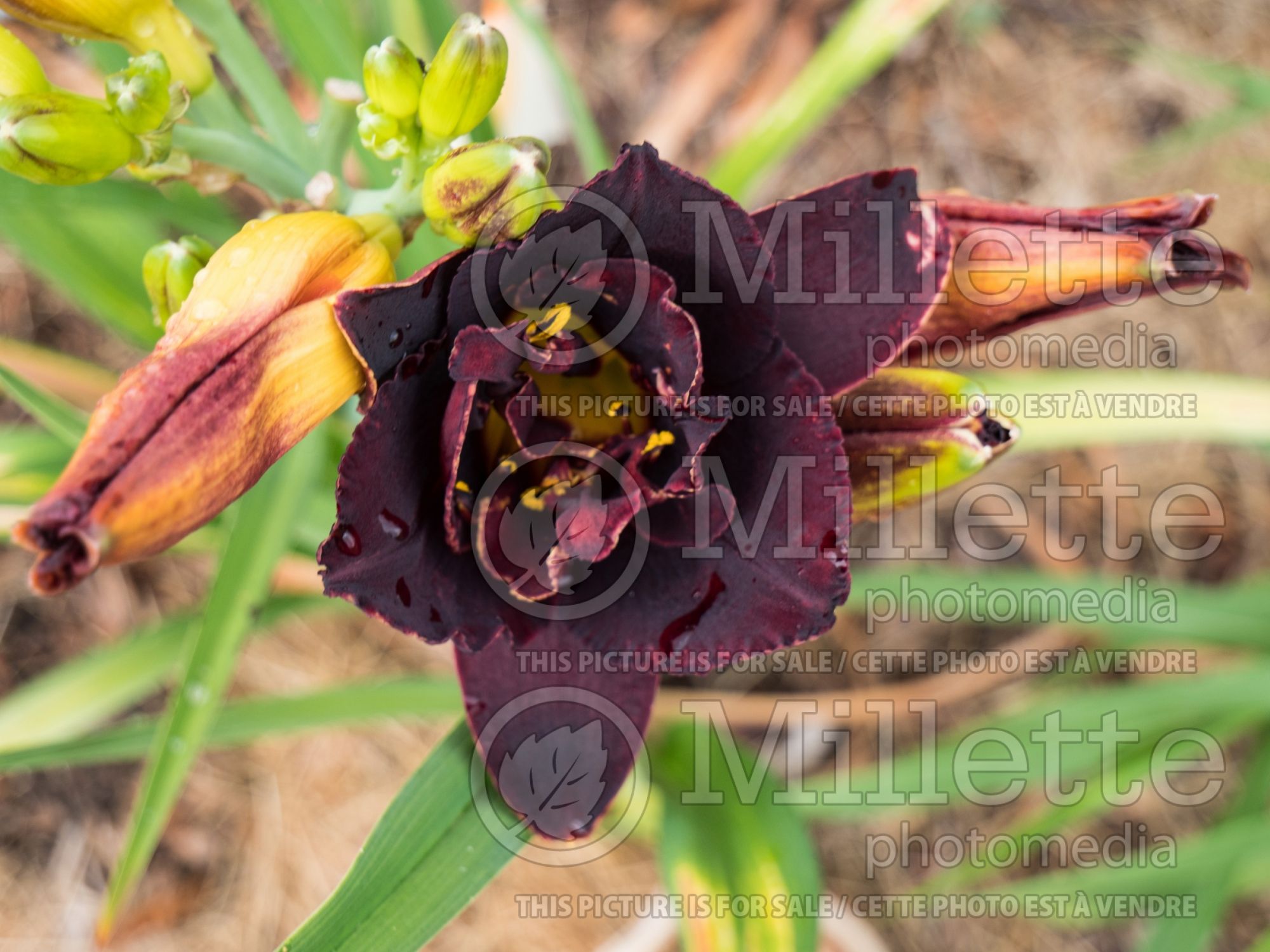 Hemerocallis Voodoo Dancer (Daylily) 3