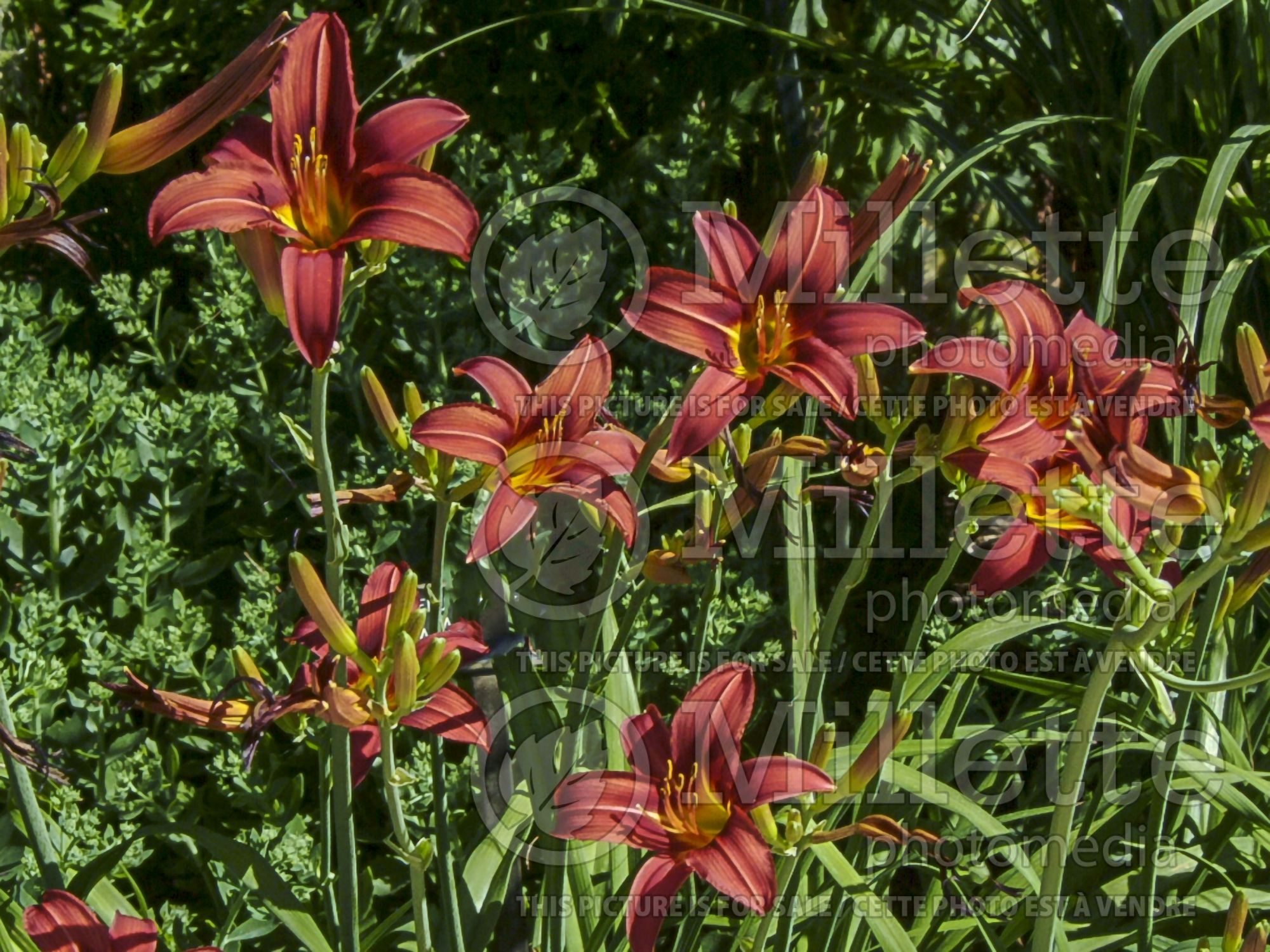 Hemerocallis Wolof (Daylily) 2