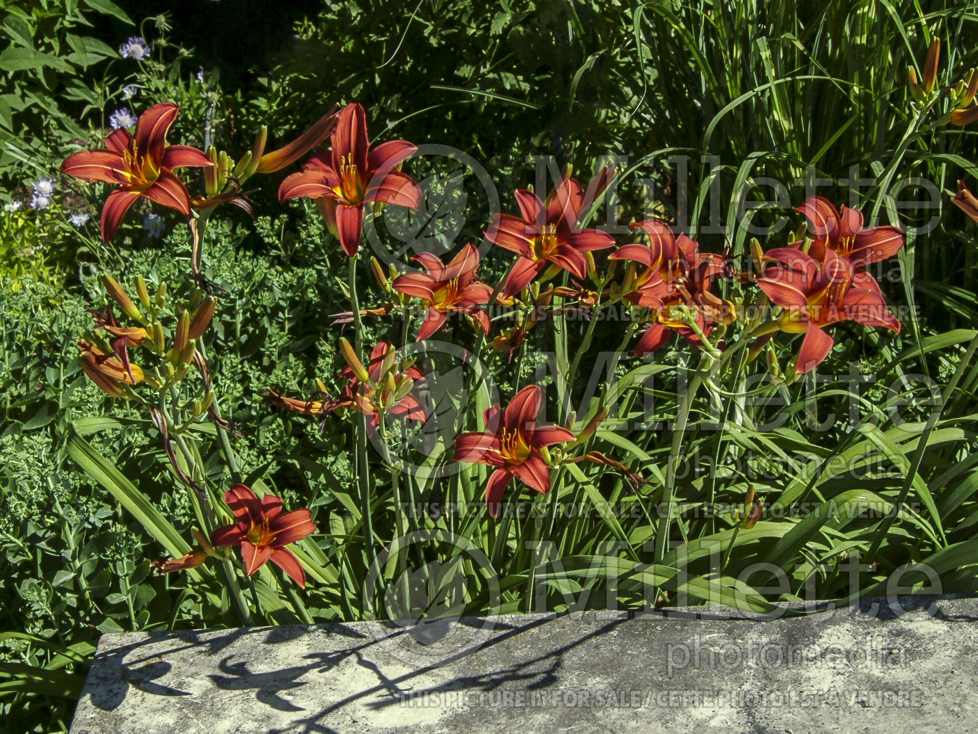 Hemerocallis Wolof (Daylily) 1