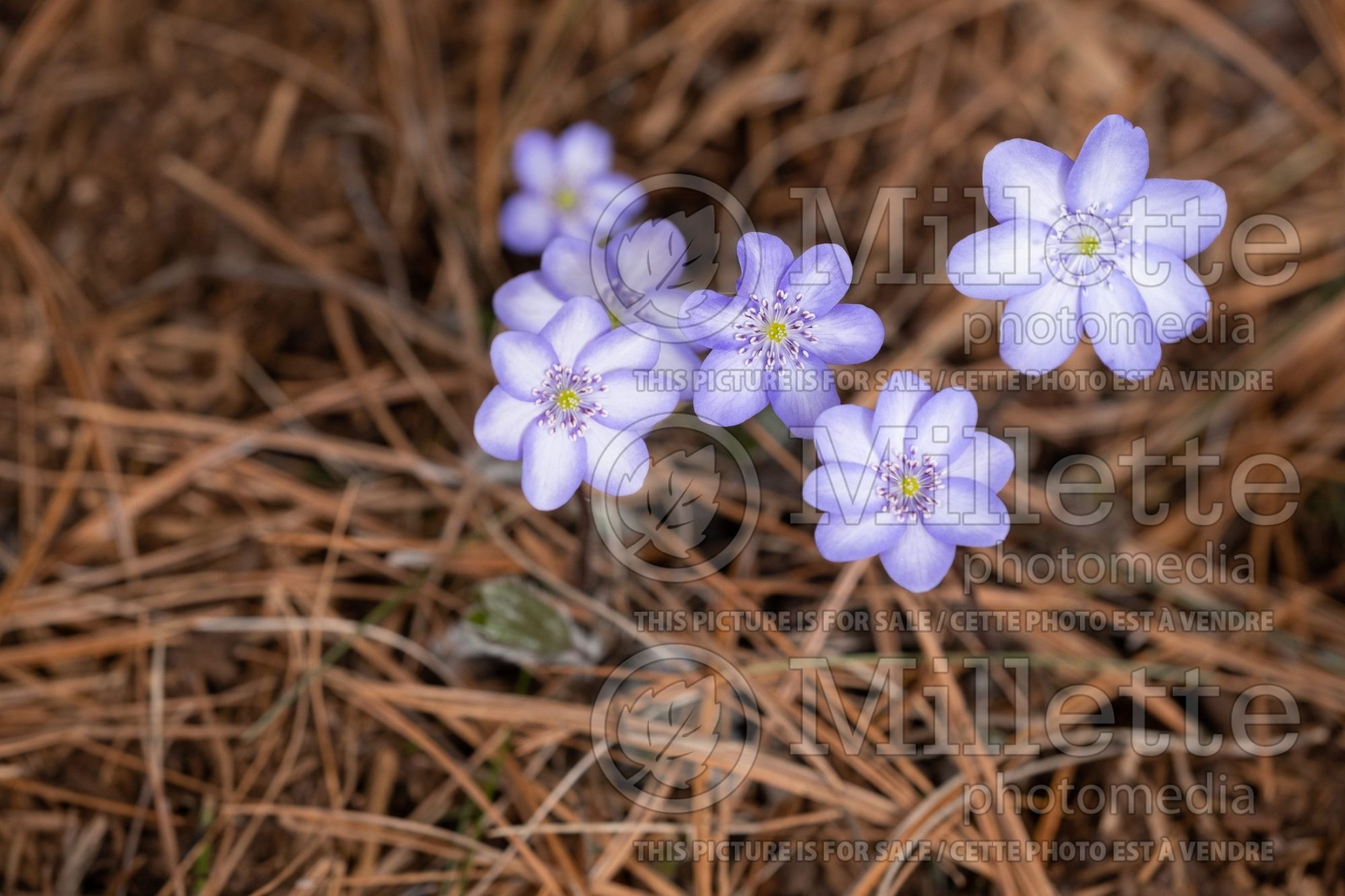Hepatica Blue Jewel (Liverwort) 2