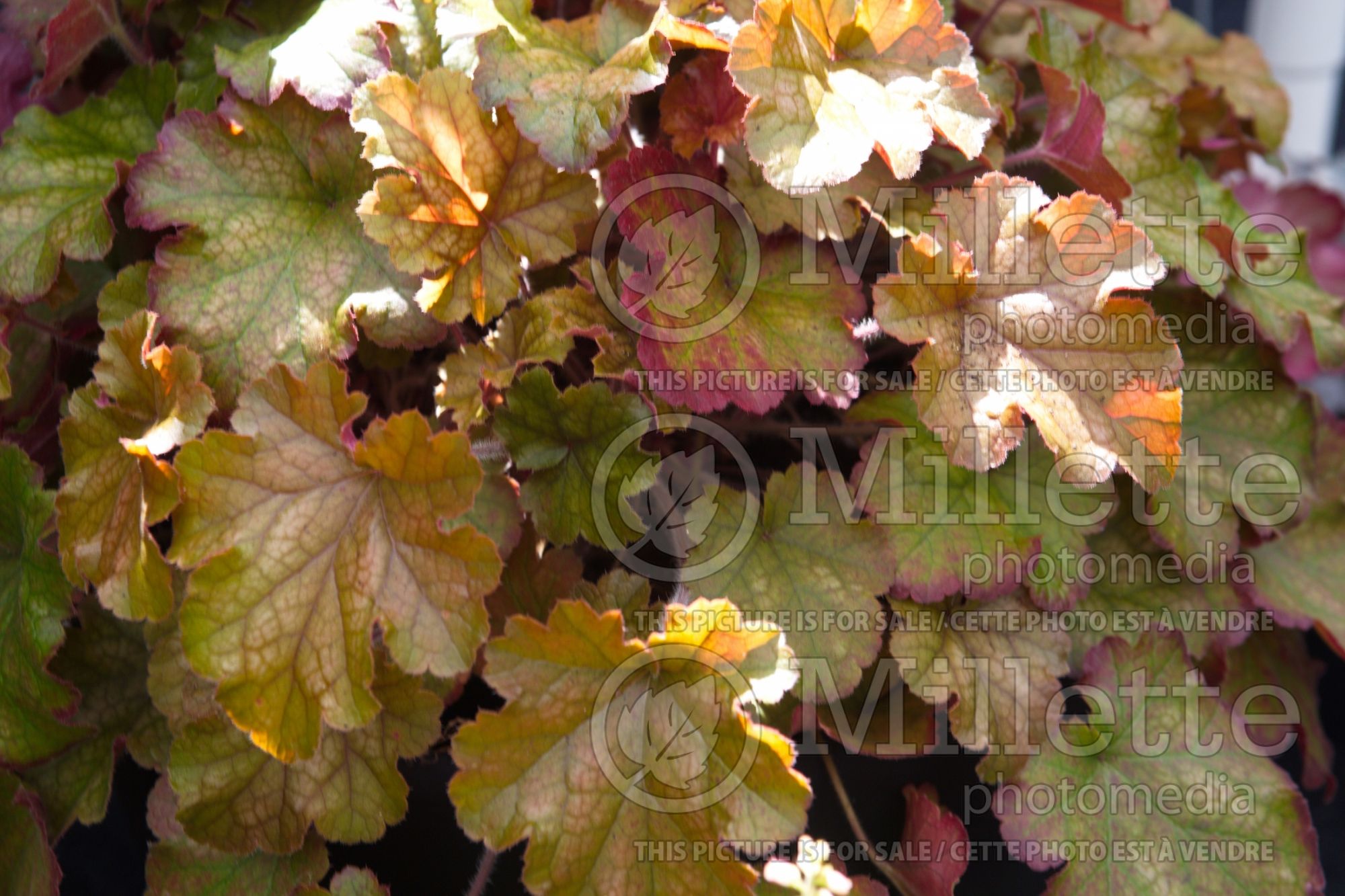 Heuchera Happy Autumn (Coral Bells) 2